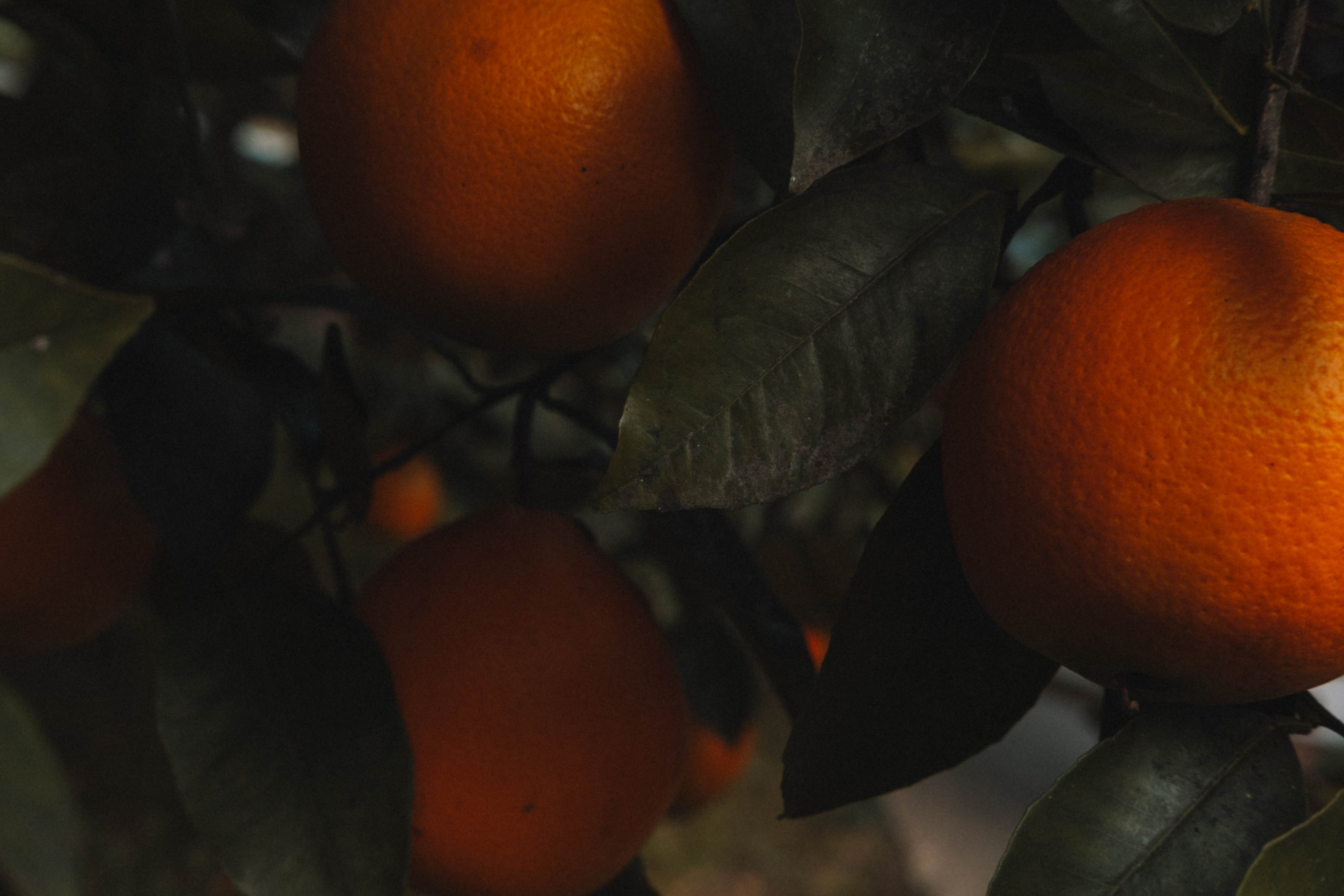 Стелла в мандаринах