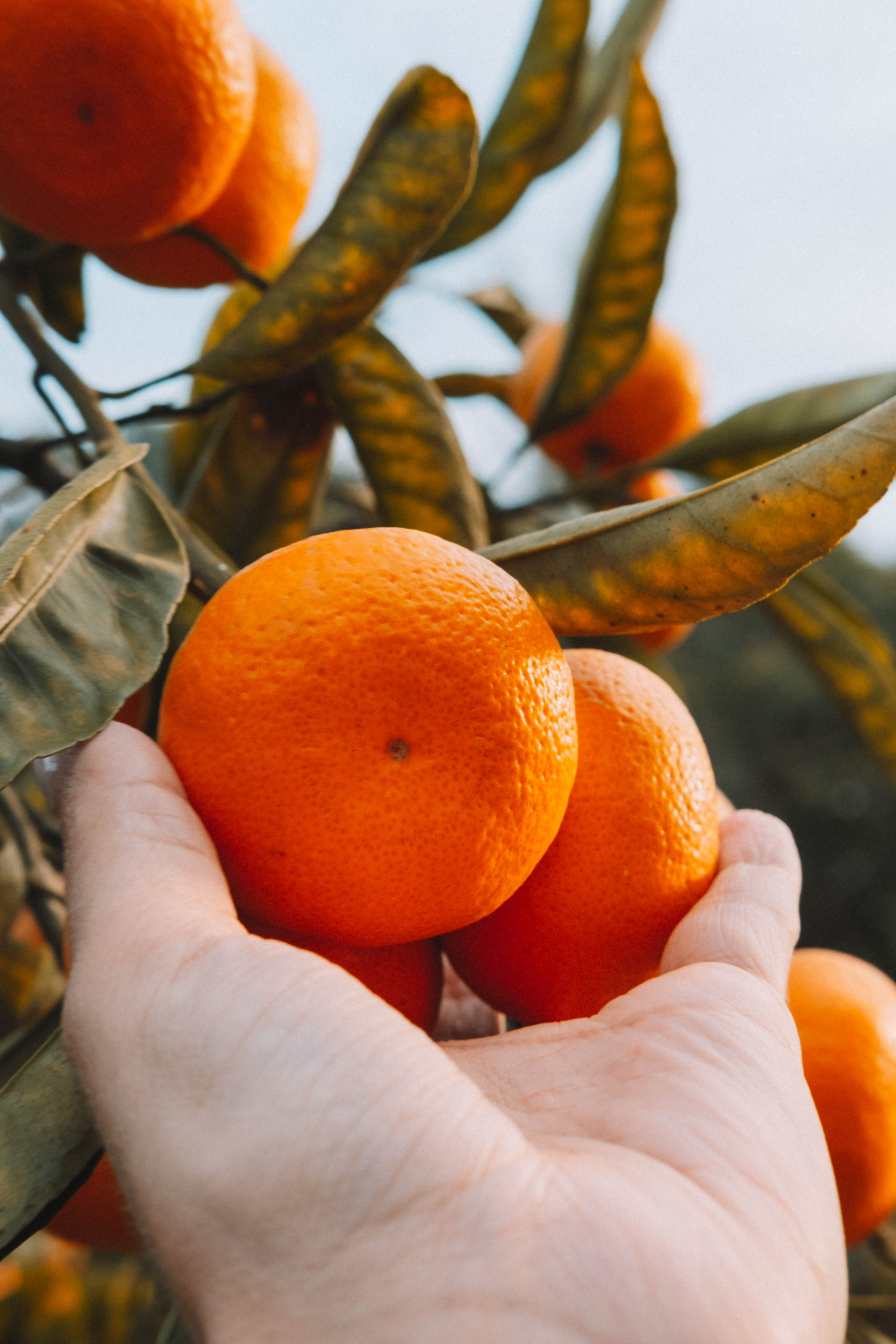 Фотодень «Мандариновый рай»