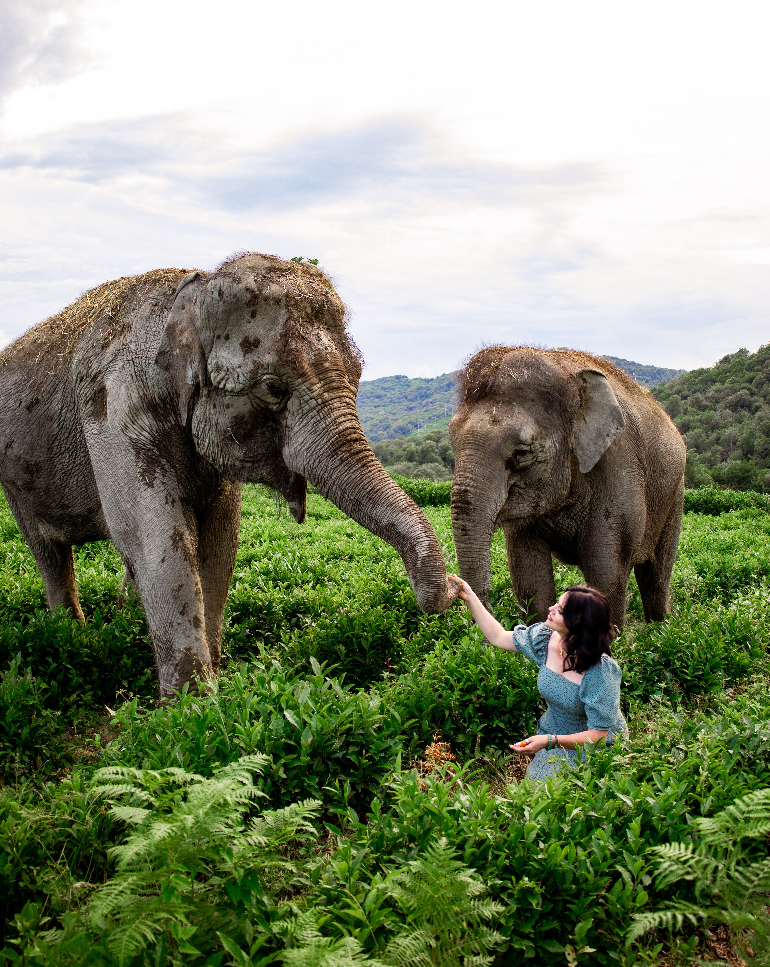 Слоны. Семейный и Свадебный фотограф в Сочи