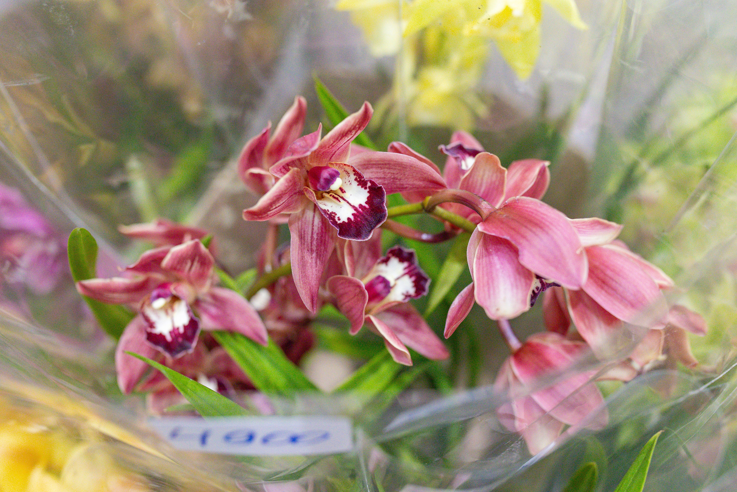 Орхидиум 12.2025. Александра Куликова фотограф, Москва