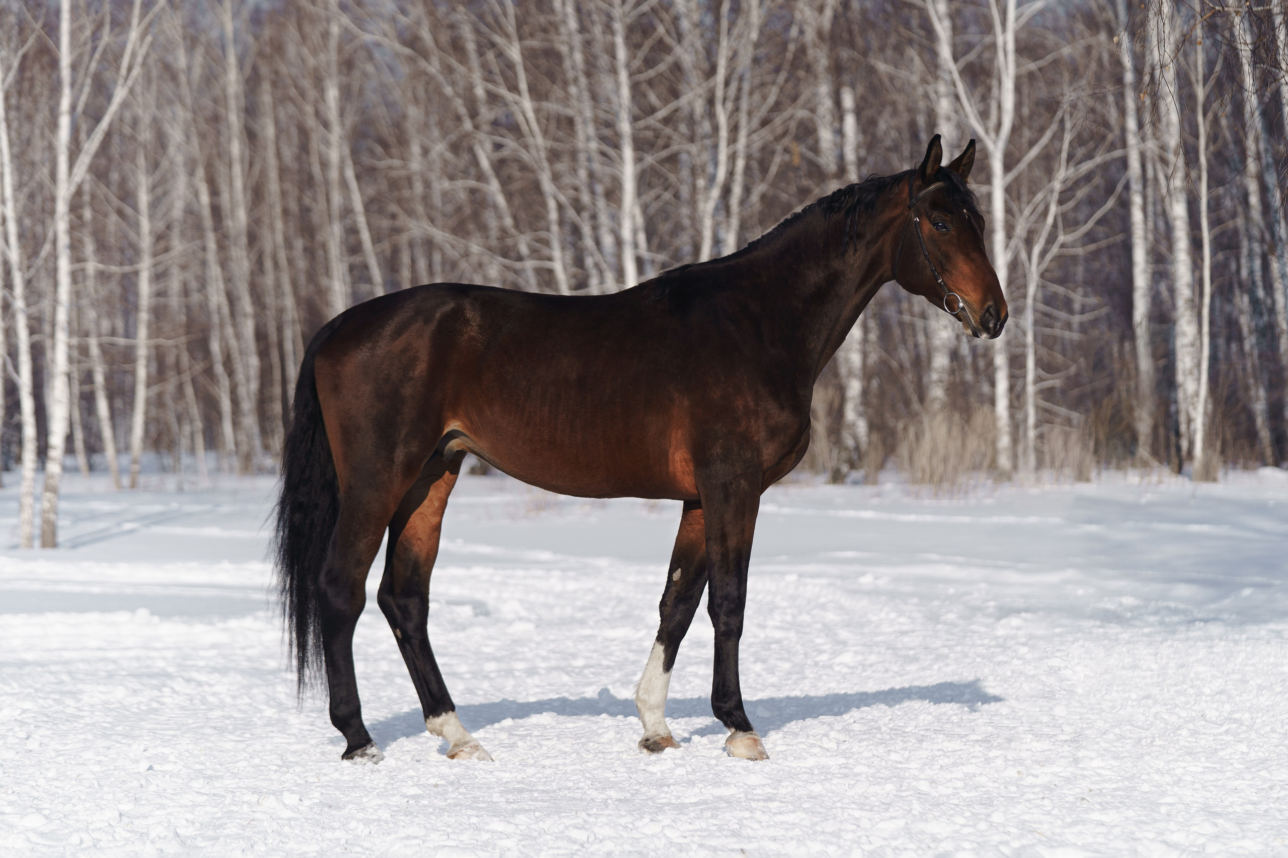 Хайпрайз С. Главная