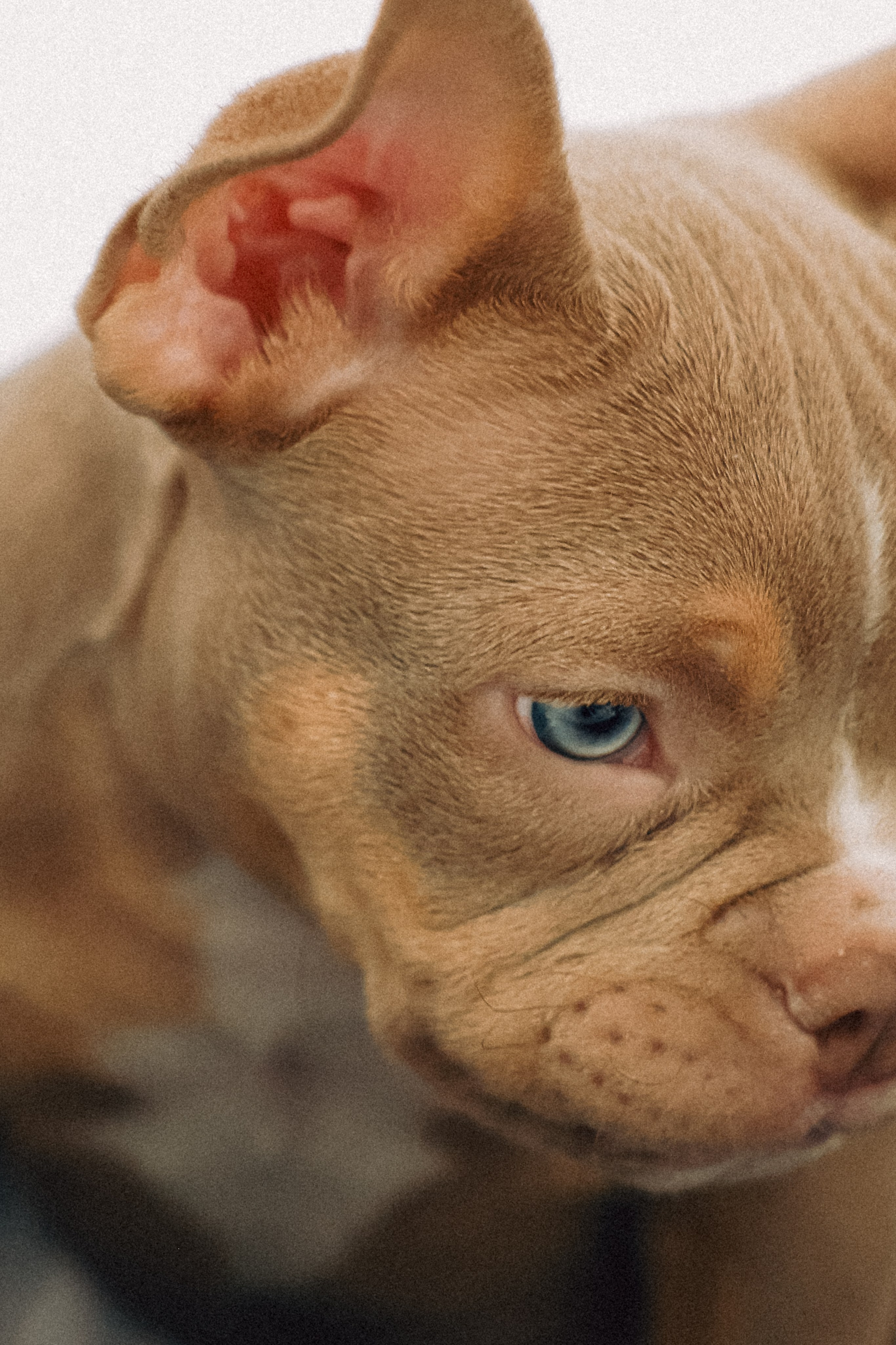 Семейная съемка с хвостиком. Фотограф Юлия Герасимова Иркутск