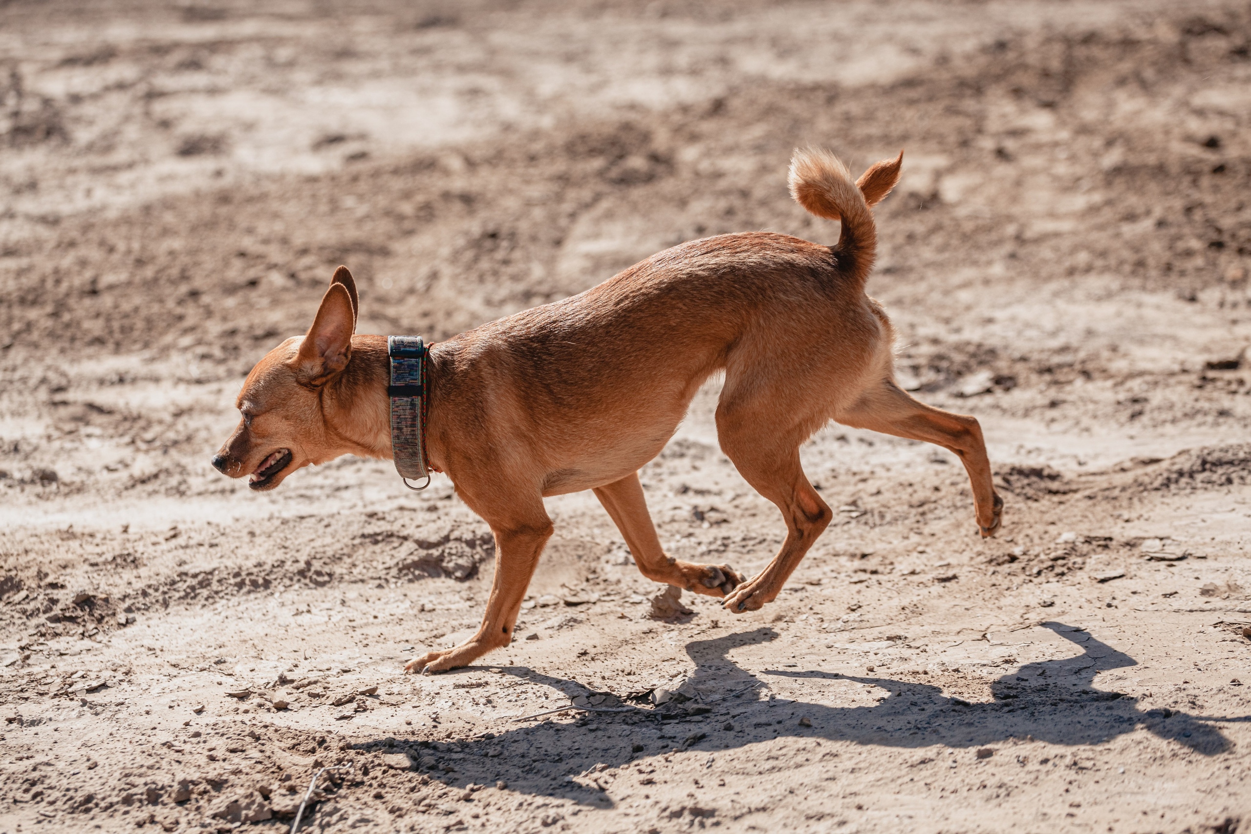 Кондуки. Фотограф-анималист Татьяна Степанова