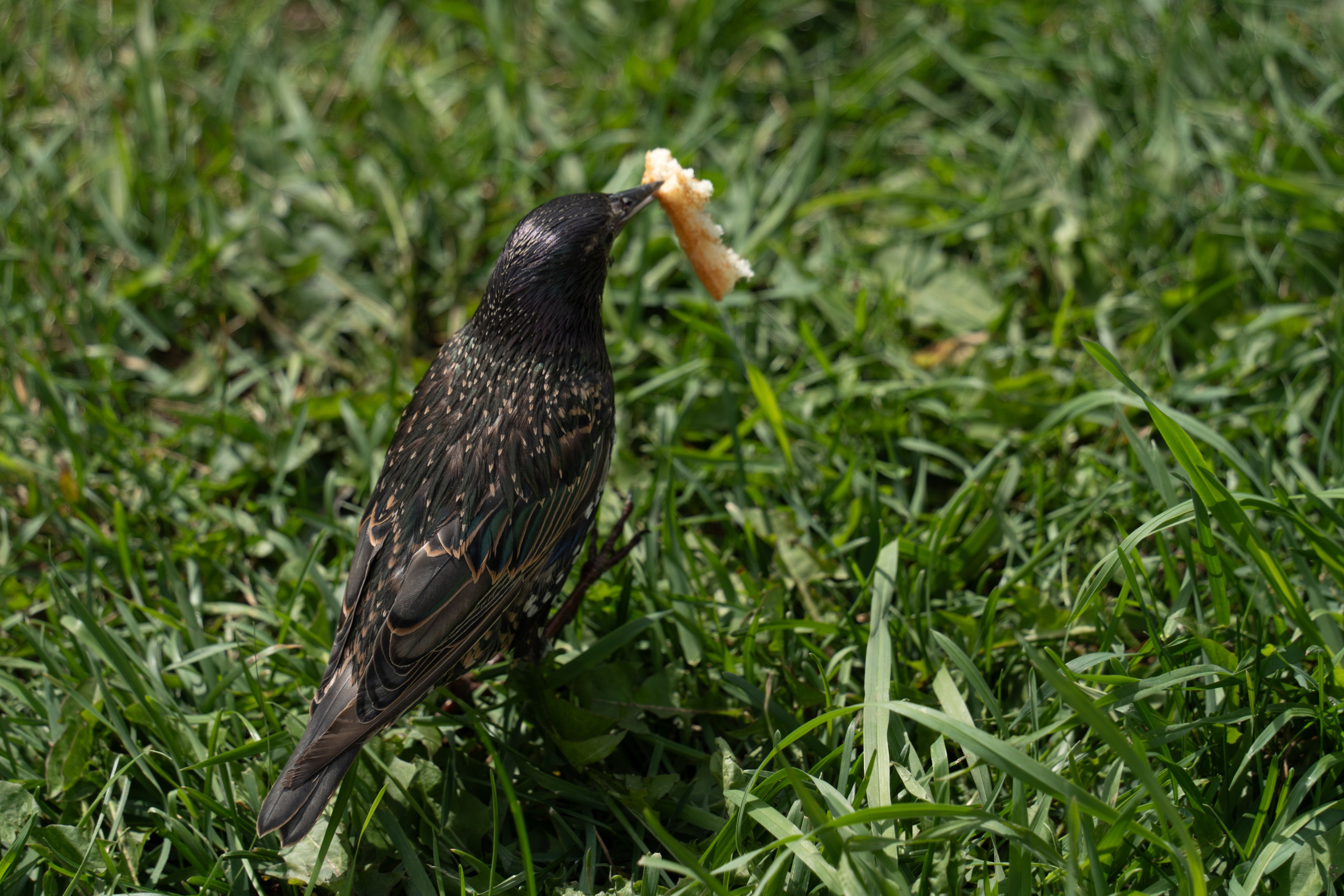 20250808 Прогулка с сыном. Дмитрий Ремизов. Фотография, как хобби