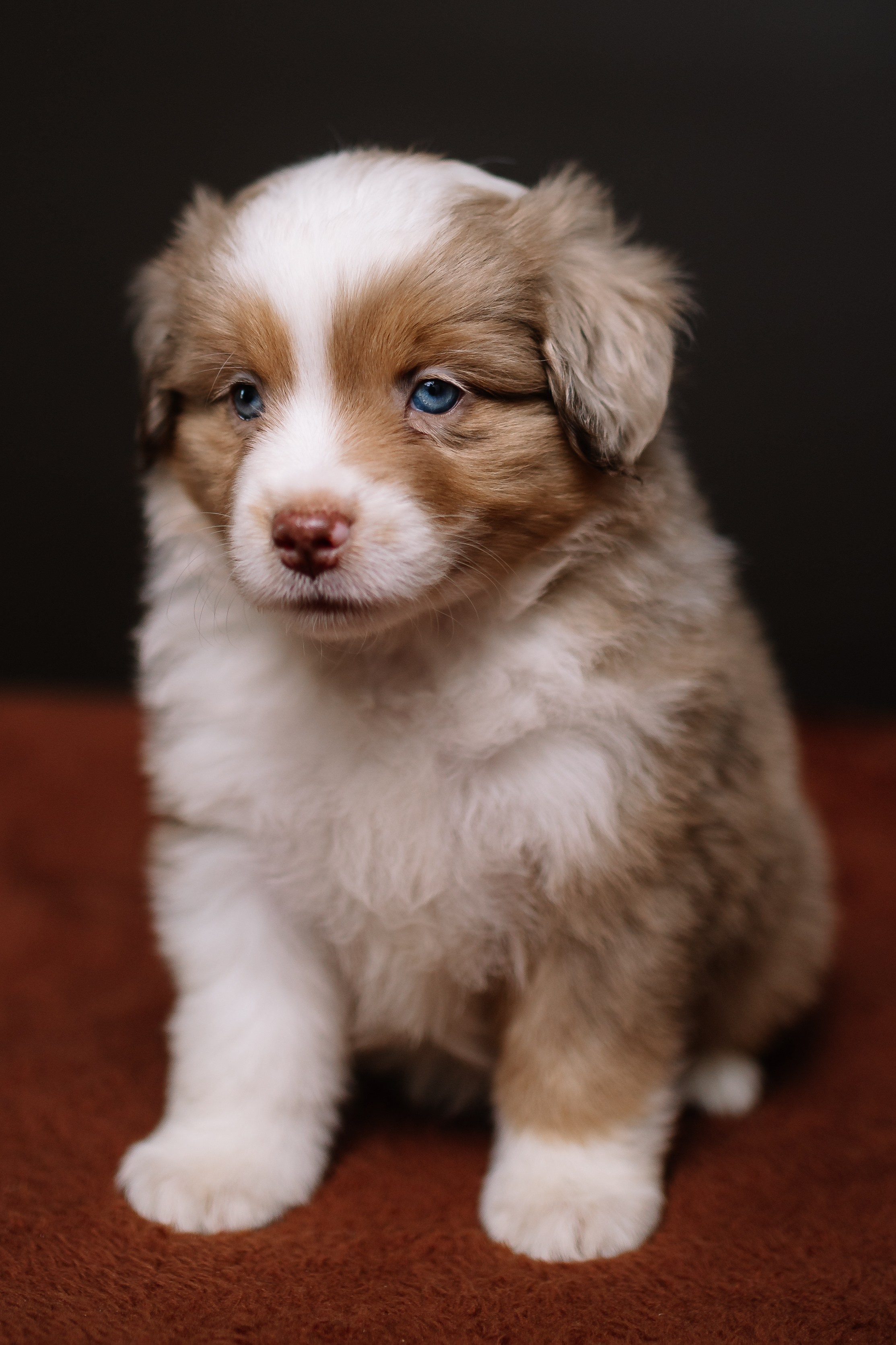 Щенки Миниатюрной американской овчарки. В студии. Фотограф Александра Кузнецова