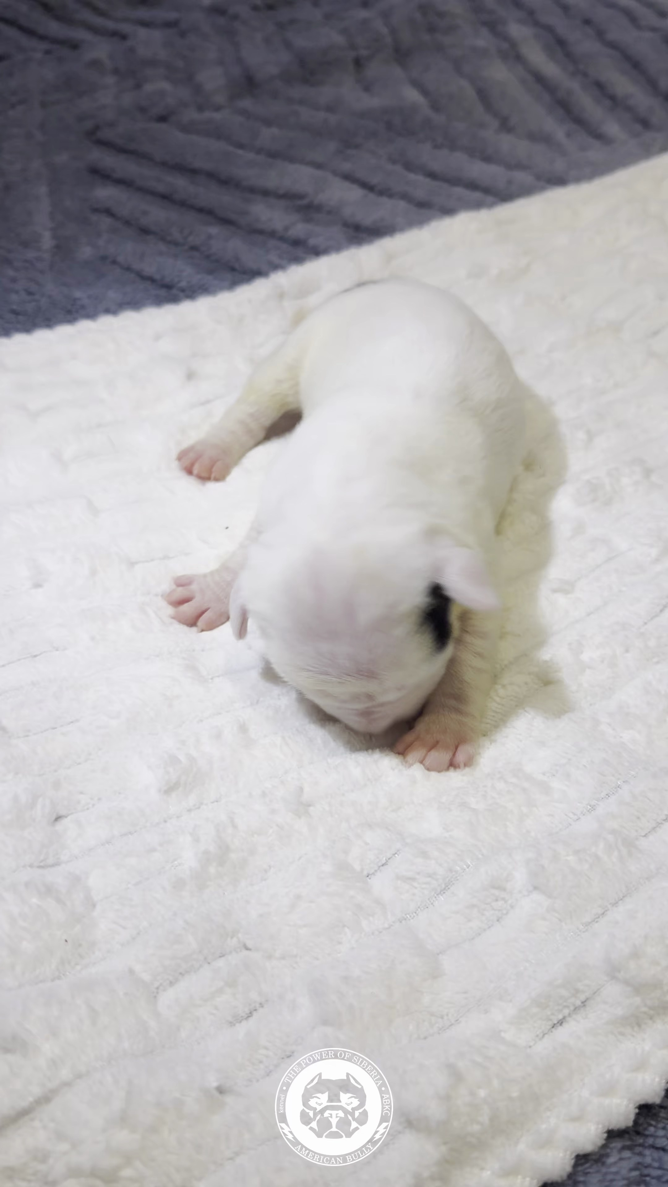 Свободные щенки Американский Булли стандарт и Свободные щенки Американский Булли классик. Американский Булли в г. Ростов-на-Дону. Питомник THE POWER OF SIBERIA