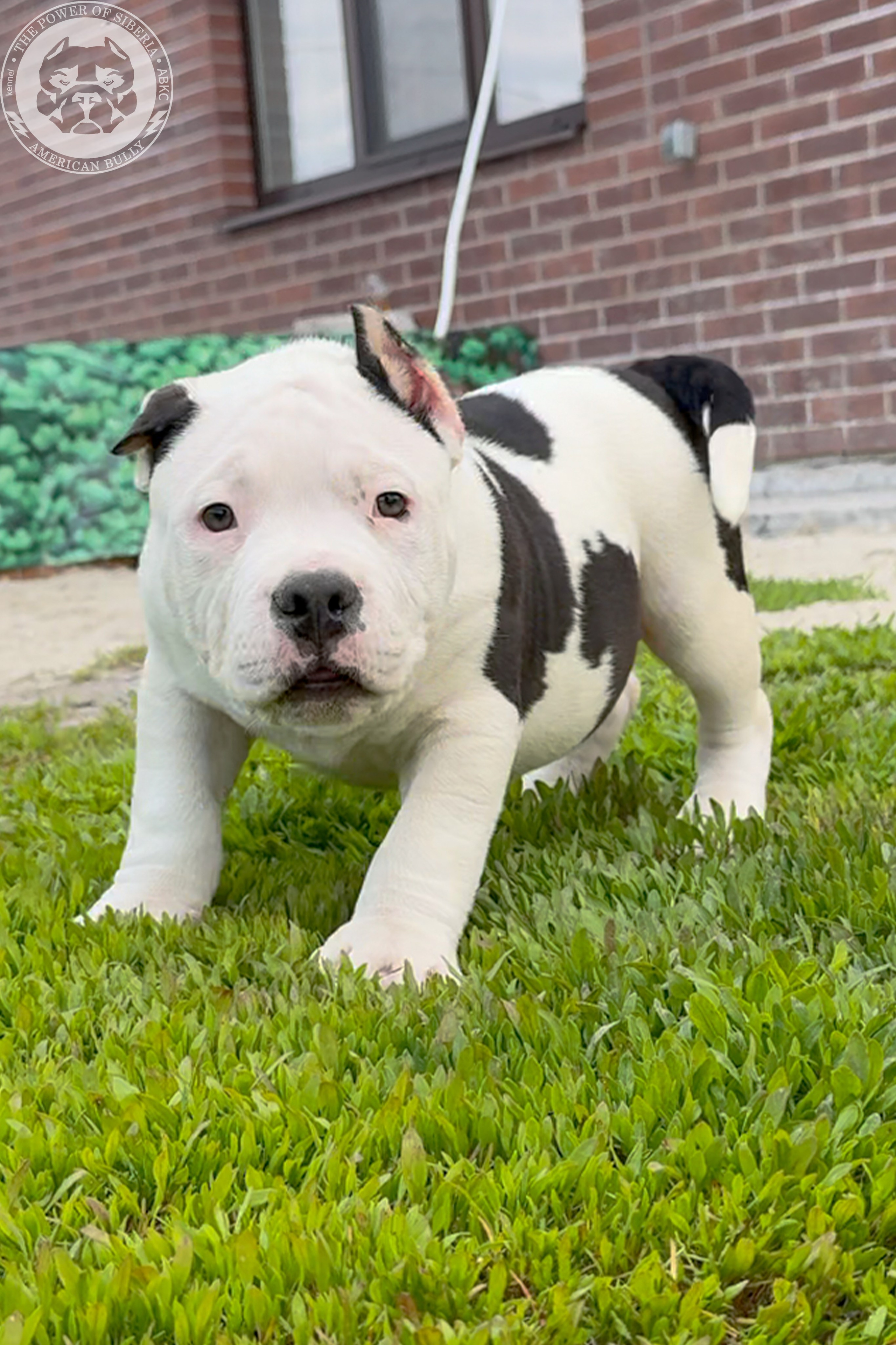Свободные щенки Американский Булли, в типах покет, классик, стандарт. Американский Булли в г. Ростов-на-Дону. Питомник THE POWER OF SIBERIA
