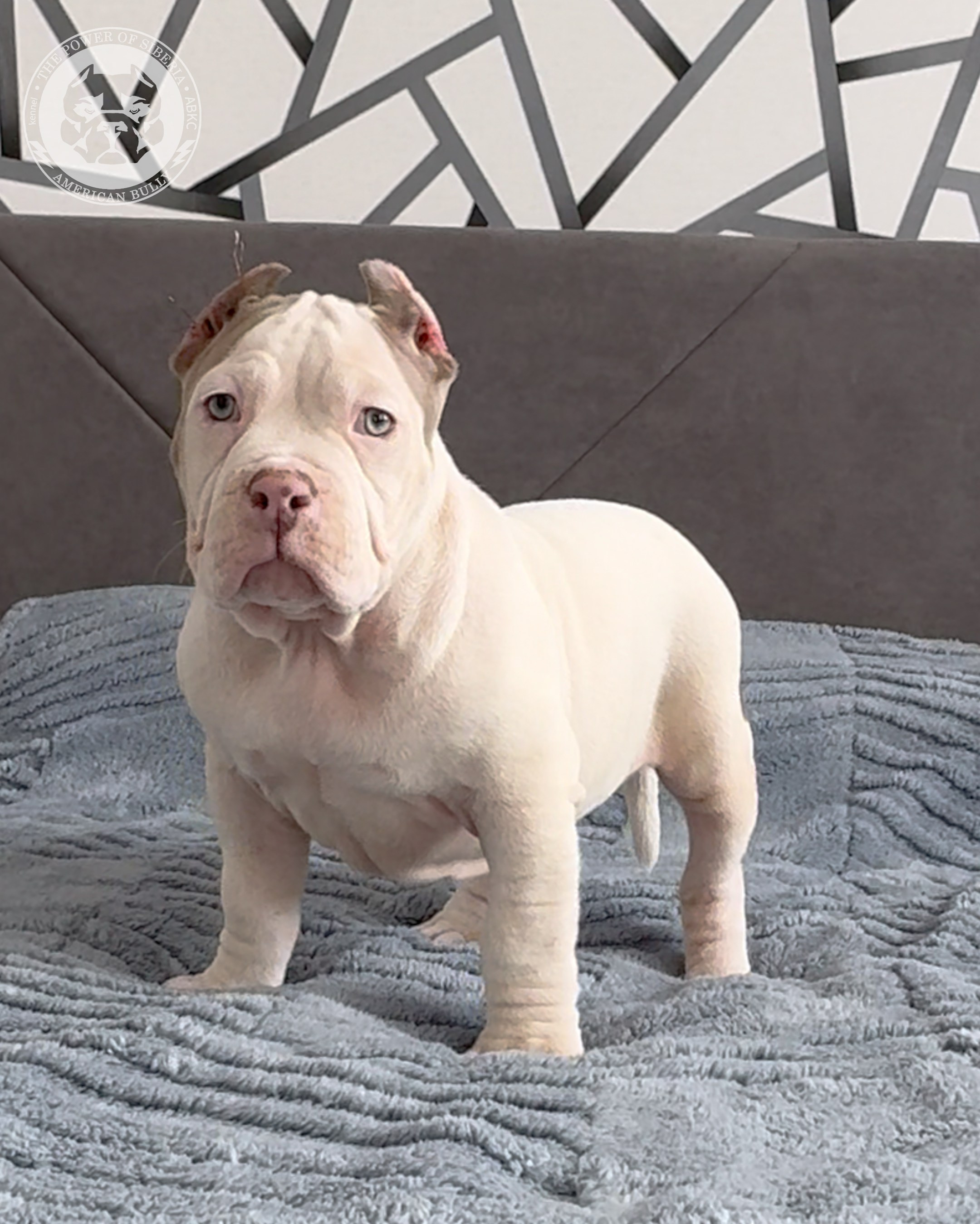 29.12.25-Терри-Локо. Американский Булли в г. Ростов-на-Дону. Питомник THE POWER OF SIBERIA