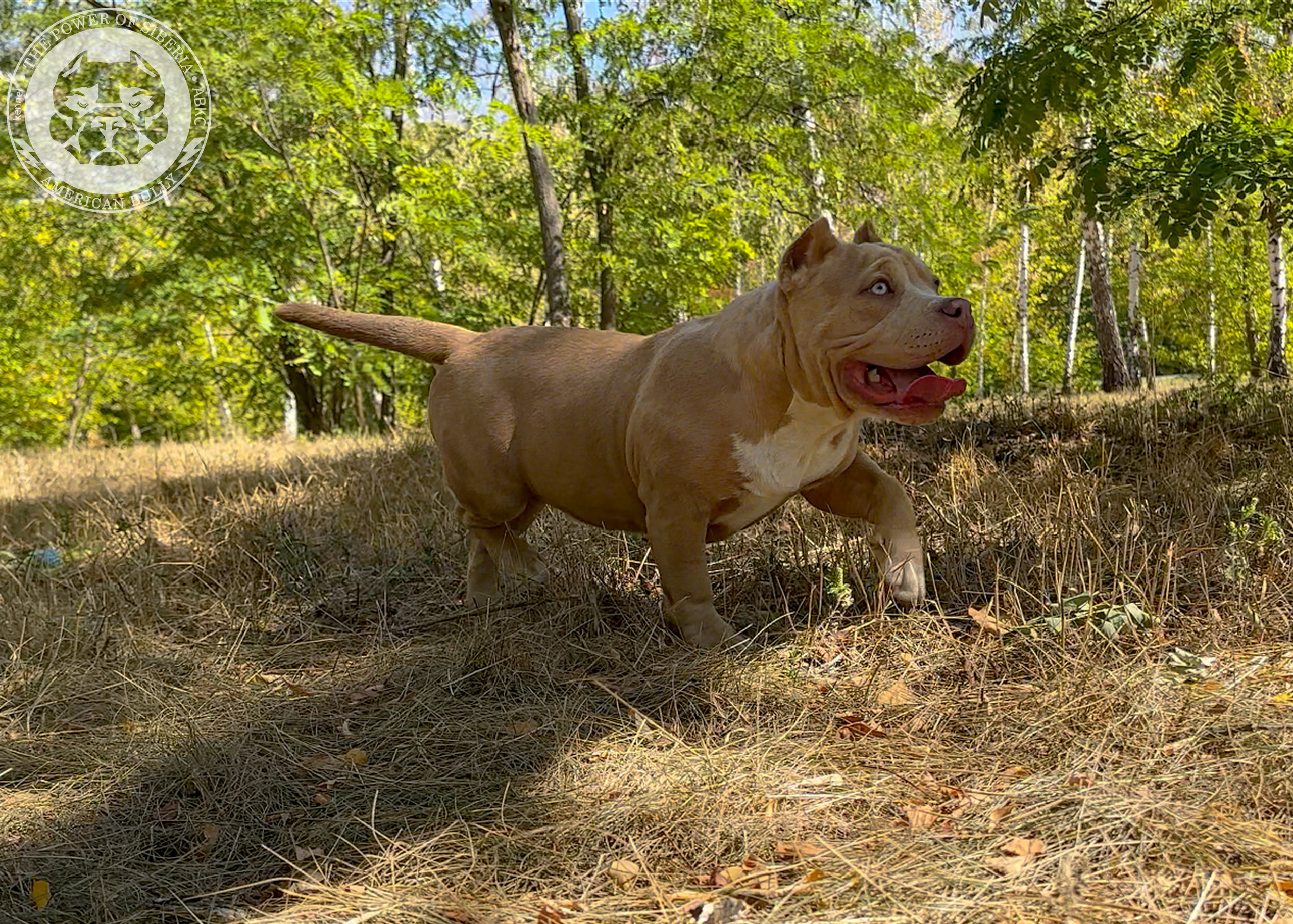 Помет Каспер и Тагира. 21.04.25. Американский Булли в г. Ростов-на-Дону. Питомник THE POWER OF SIBERIA