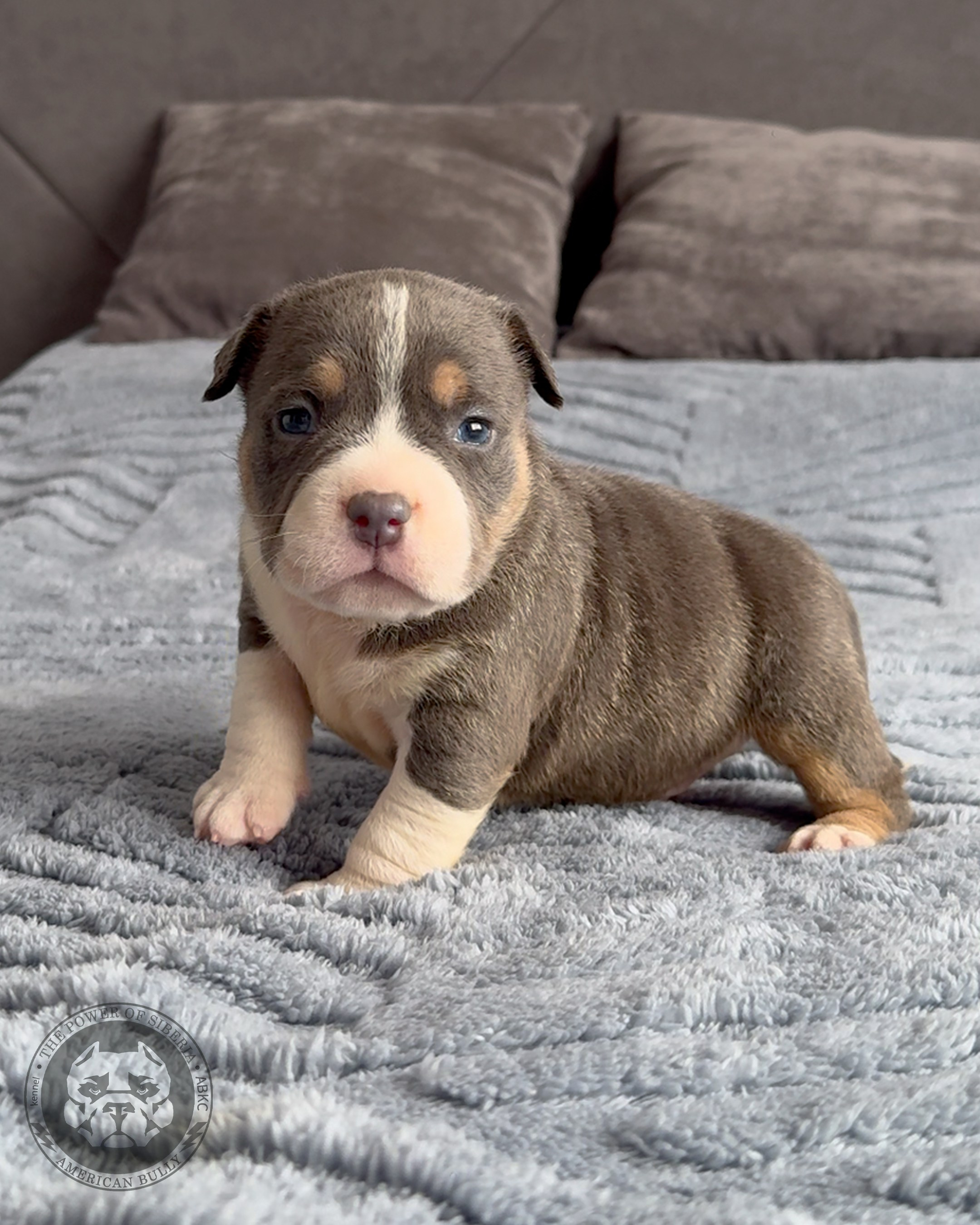 Свободные щенки Американский Булли, в типах покет, классик, стандарт. Американский Булли в г. Ростов-на-Дону. Питомник THE POWER OF SIBERIA
