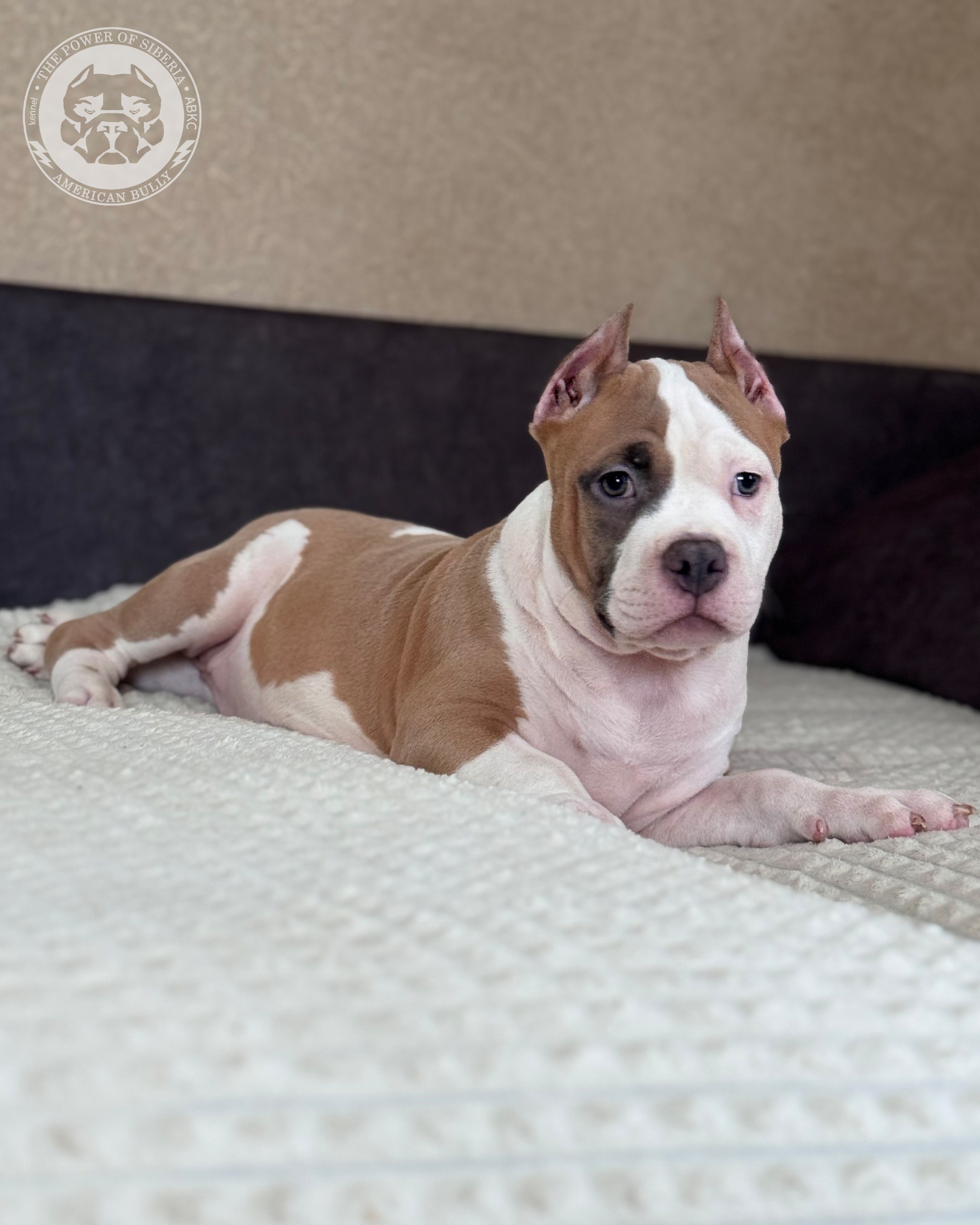 Свободные щенки Американский Булли, в типах покет, классик, стандарт. Американский Булли в г. Ростов-на-Дону. Питомник THE POWER OF SIBERIA