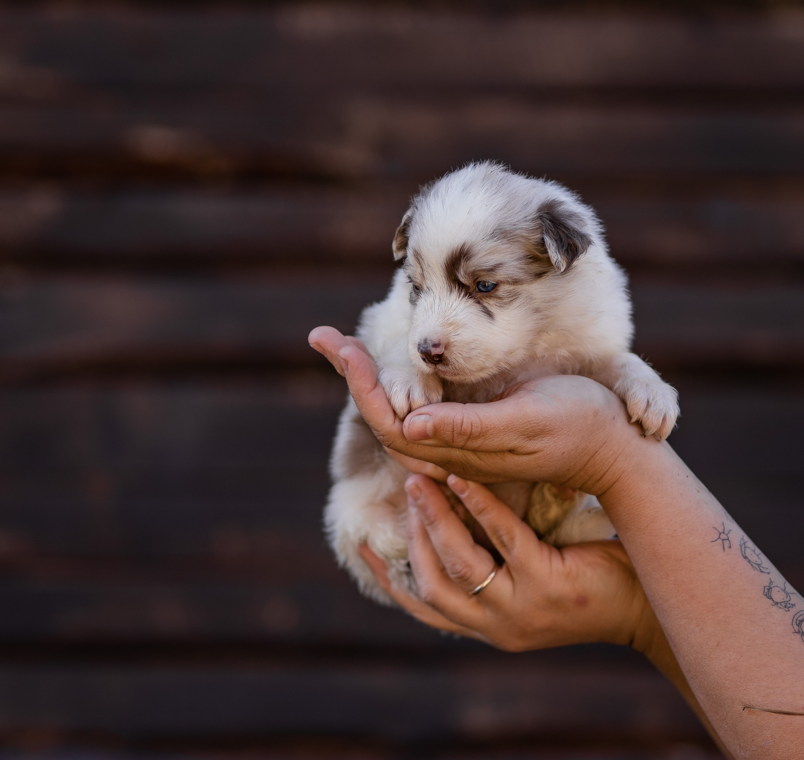 Фритсвит. Семейный фотограф Ефремова Виктория