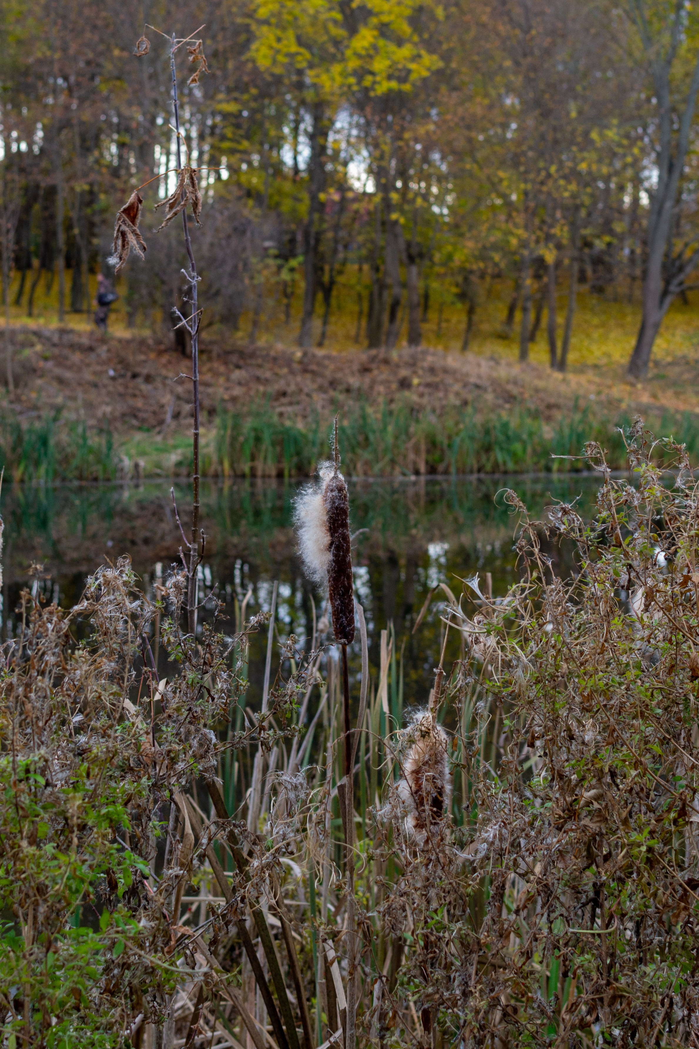 Старенький Nikon 3100 и nikkor 35 mm 1.8 (фото проявленные из RAW-NEF файлов). Фотограф в Туле Крупский АнДРей. Фотостудия «КАДР71» в Туле