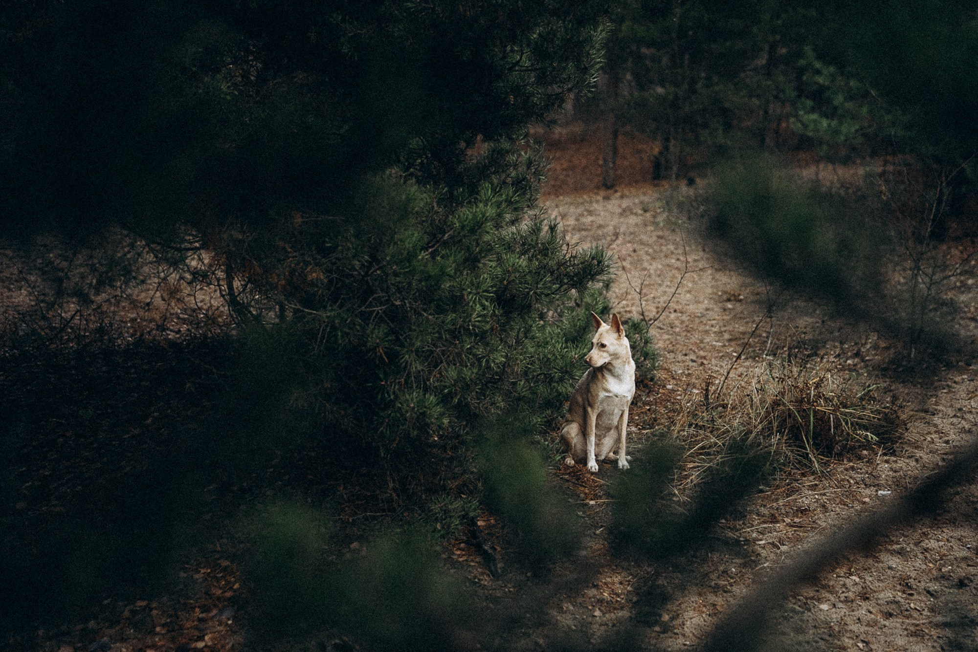 Туся. Фотограф анималист в Москве и Санкт-Петербурге Свиридова Анна