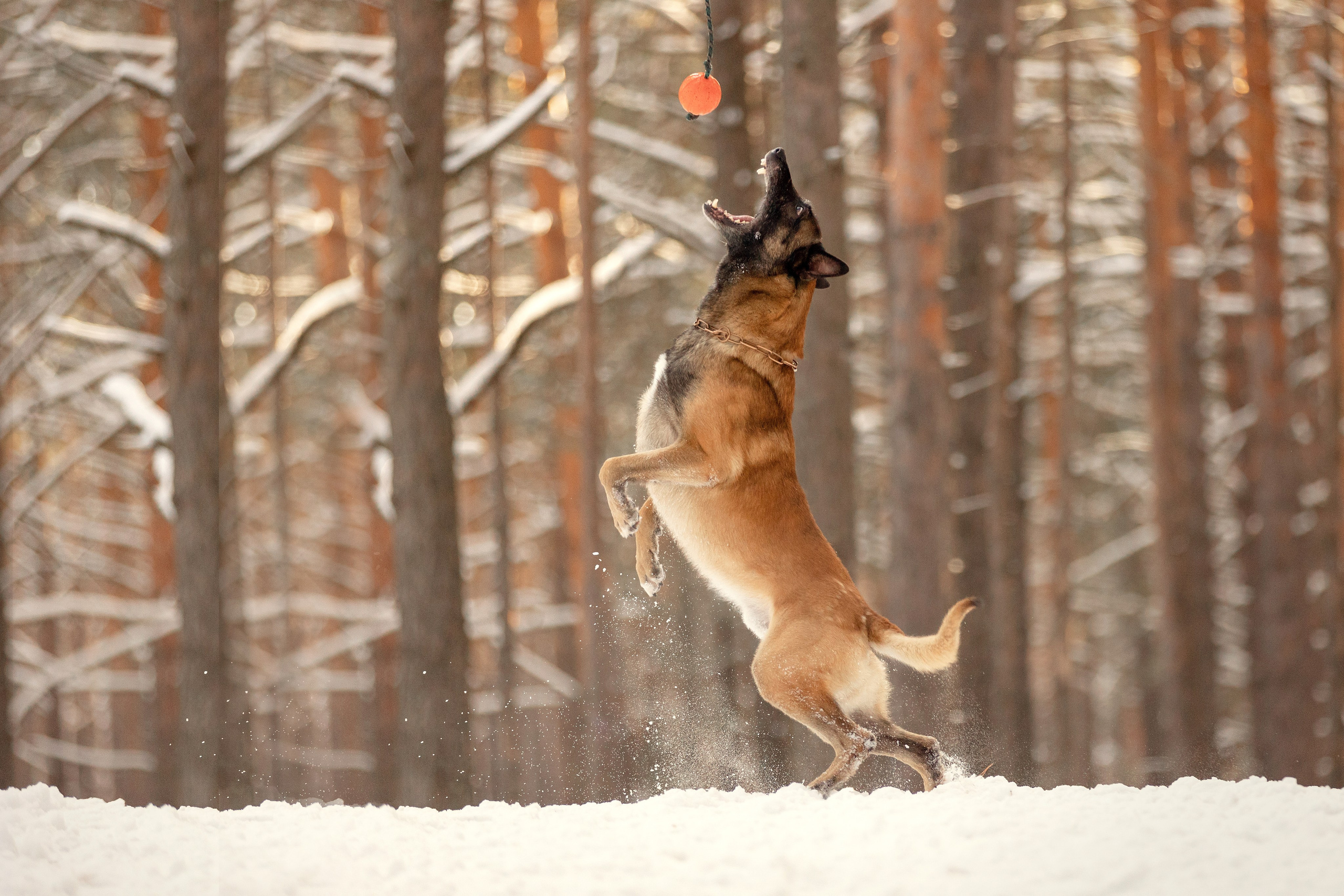 Собаки. Конный фотограф Валынкина Лера