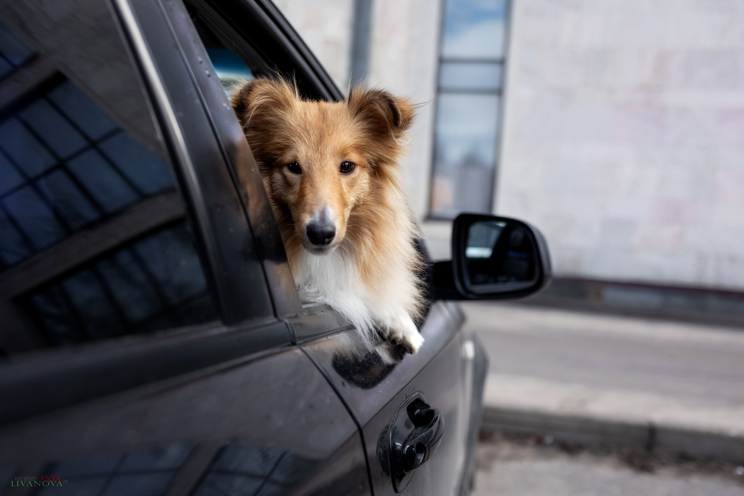 Ника. Фотограф анималист Аня Ливанова | Рыбинск