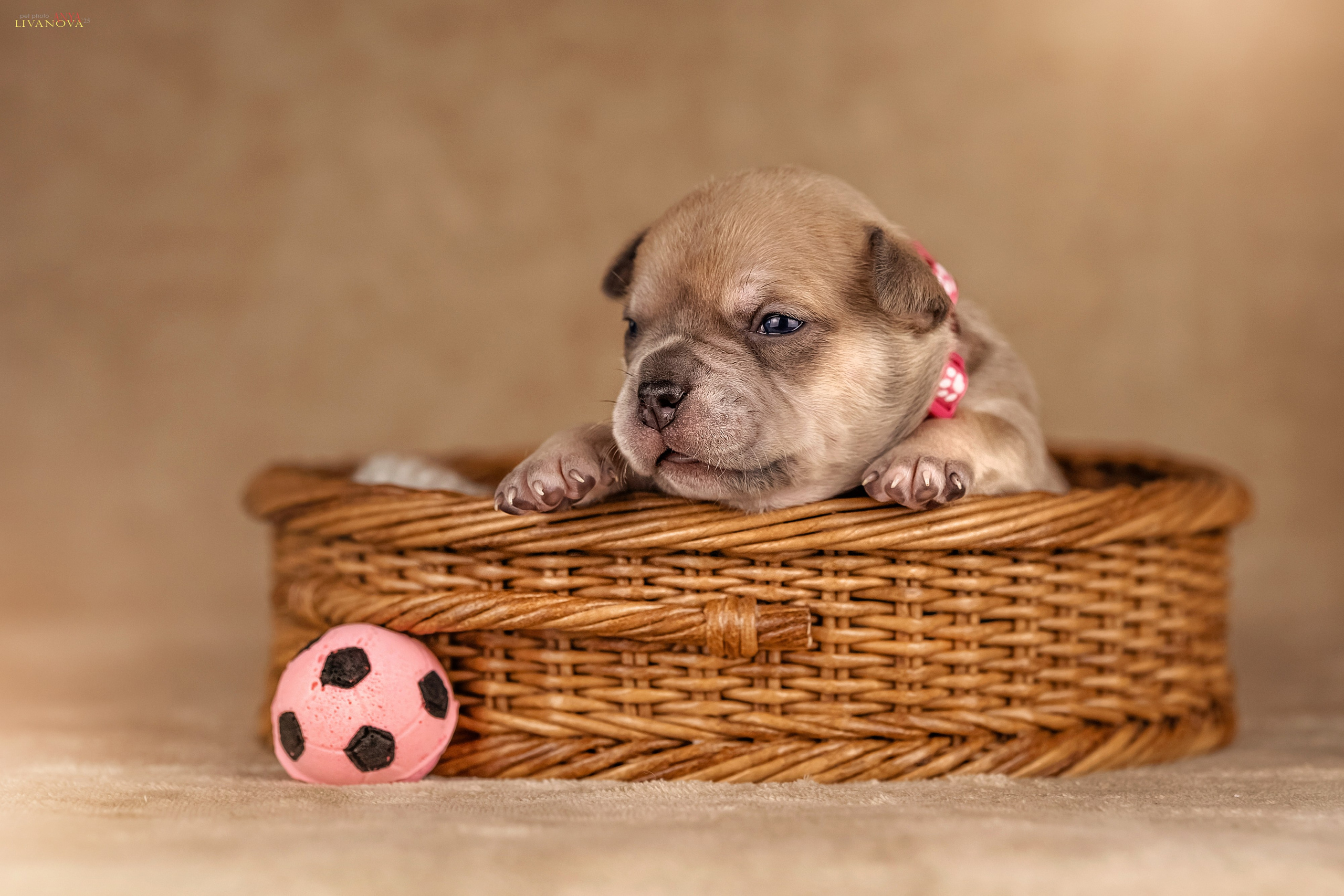 Амбулли. Фотограф анималист Аня Ливанова | Рыбинск