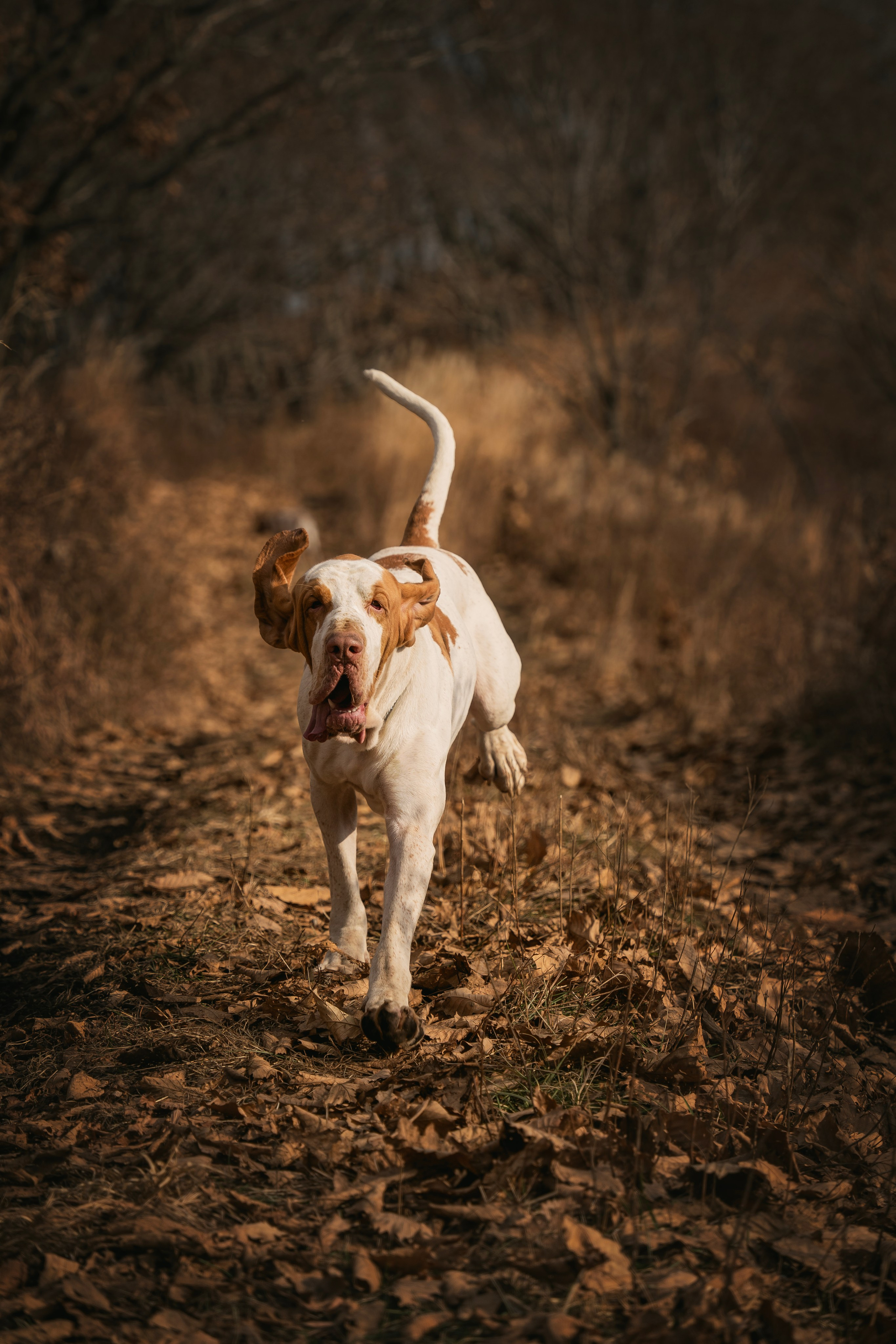 Итальянский бракк Стеша и Любомир. Семейный фотограф анималист г. Находка