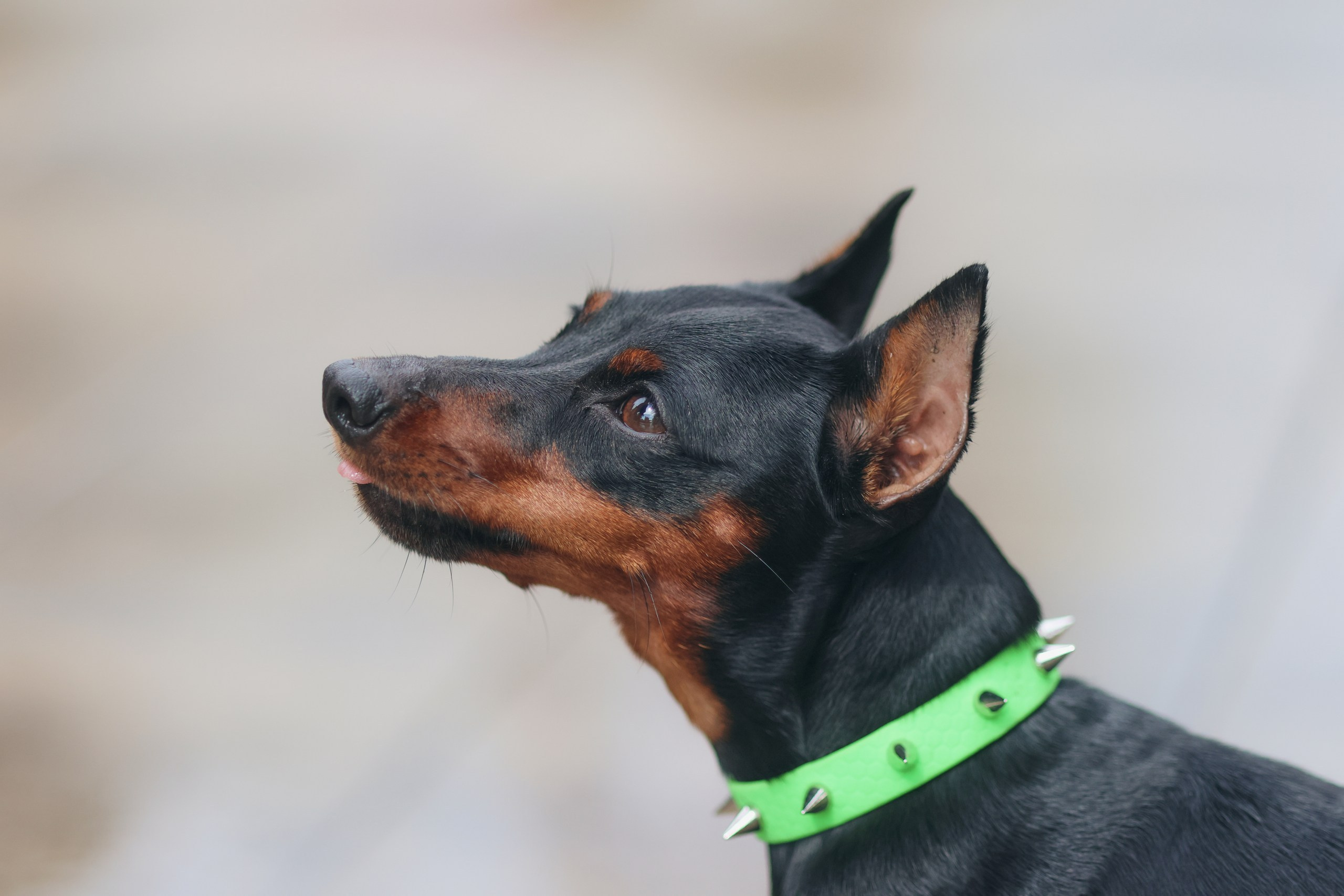 Четыре Лапы. Свадебный и репортажный фотограф Дмитрий Кононенко