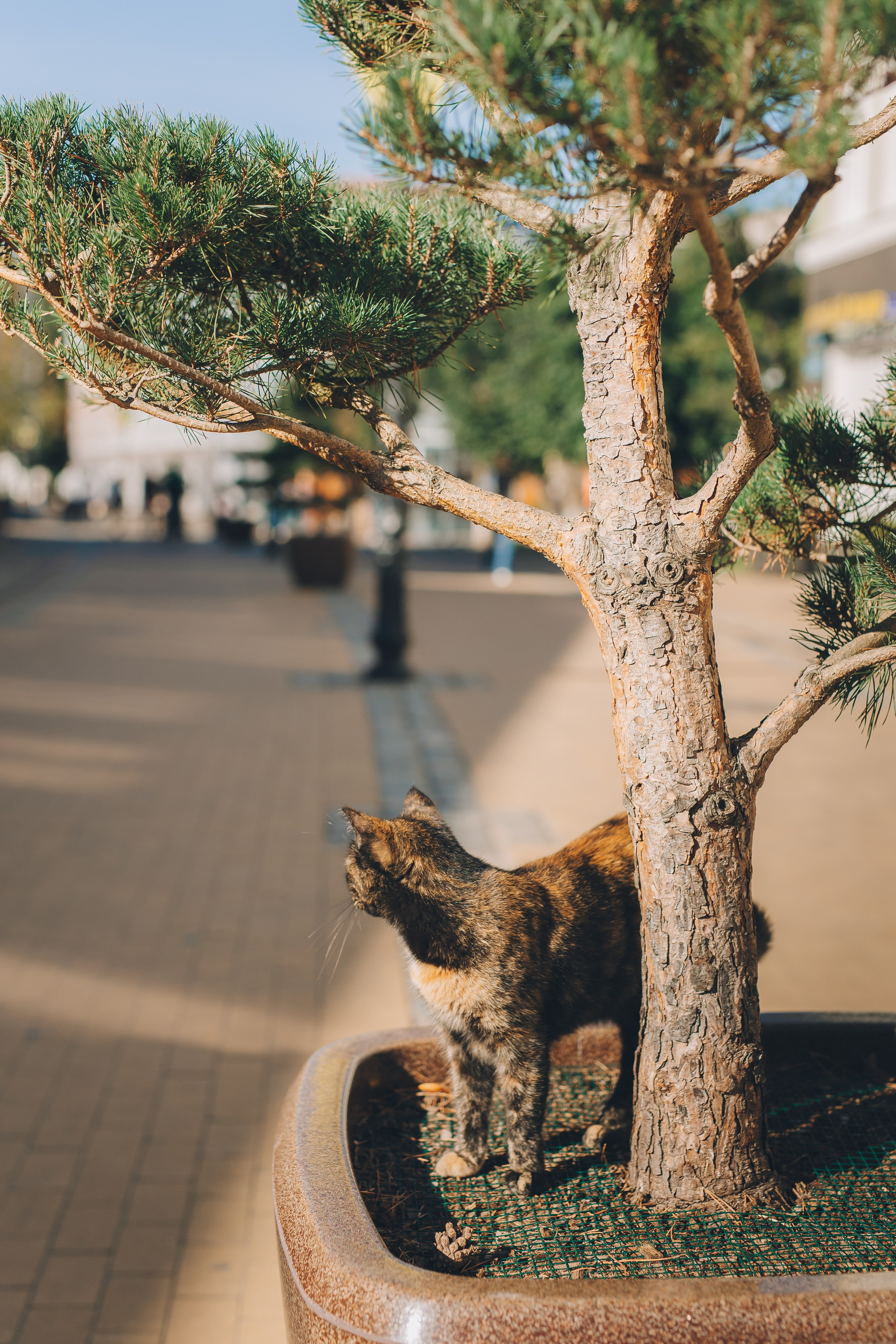 Мурчащий город. Фотограф Зеленоградск Красильникова Елена