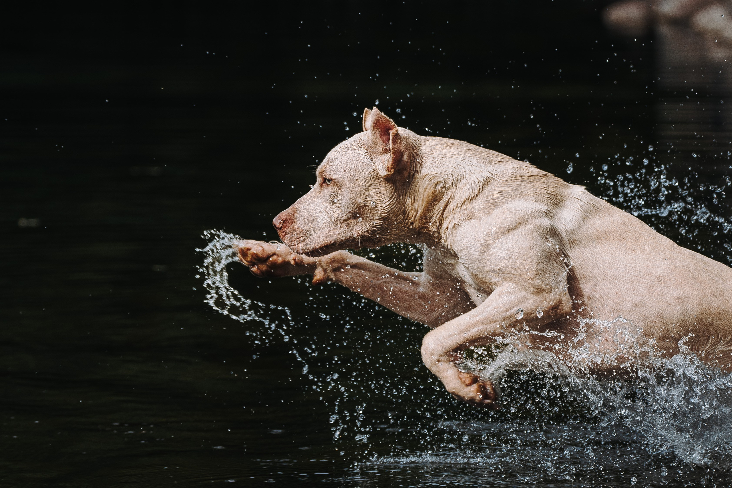 Оля и Гламур. Фотограф анималист в Спб недорого Олеся Майорова