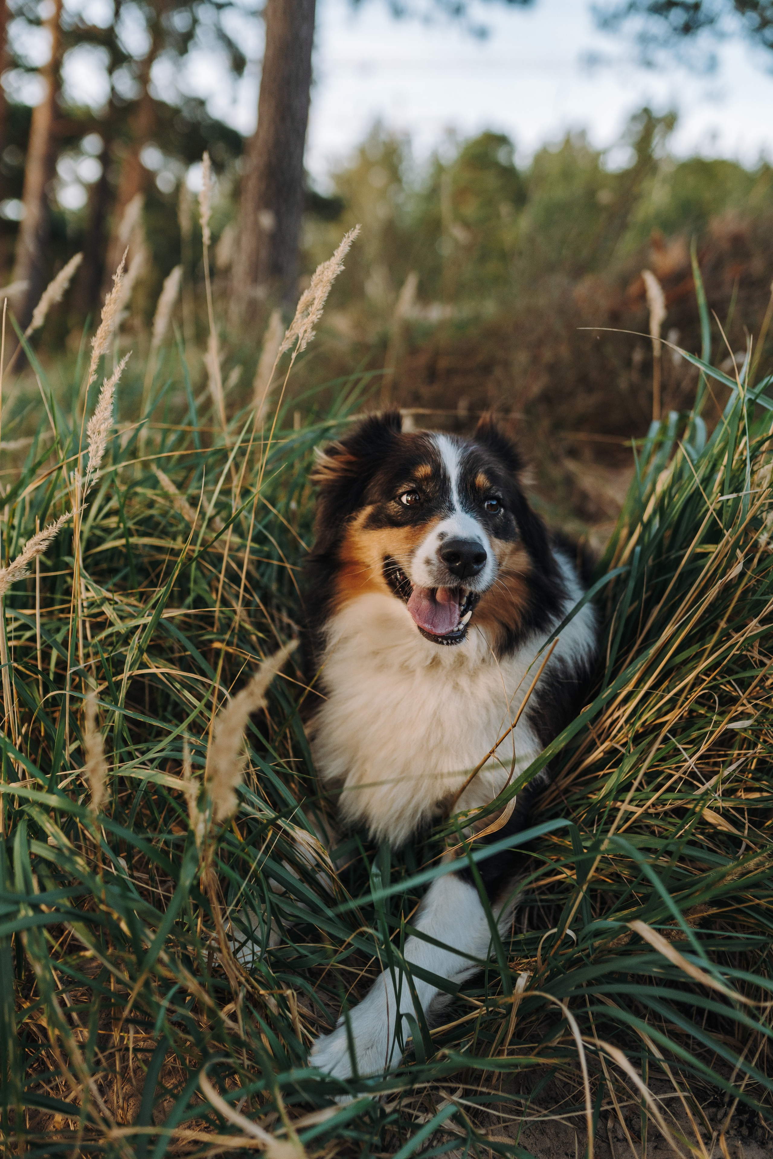 Фотограф анималист в Спб. Фотограф анималист в Спб недорого Олеся Майорова