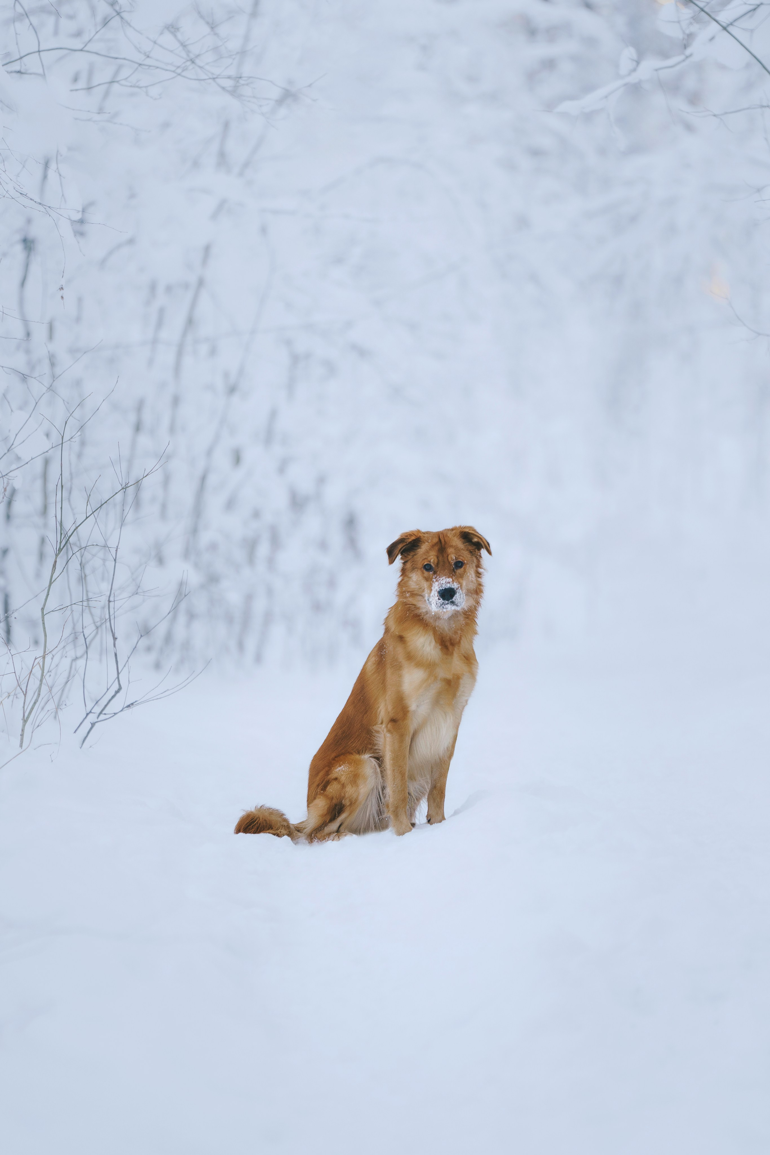 Рэй, Кузя, Ольга и Александр. Фотограф анималист в Спб недорого Олеся Майорова
