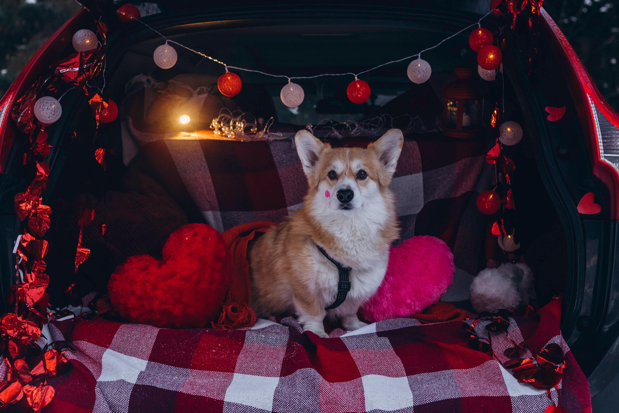 Фотодень Святого Валентина. Фотограф анималист в Спб недорого Олеся Майорова