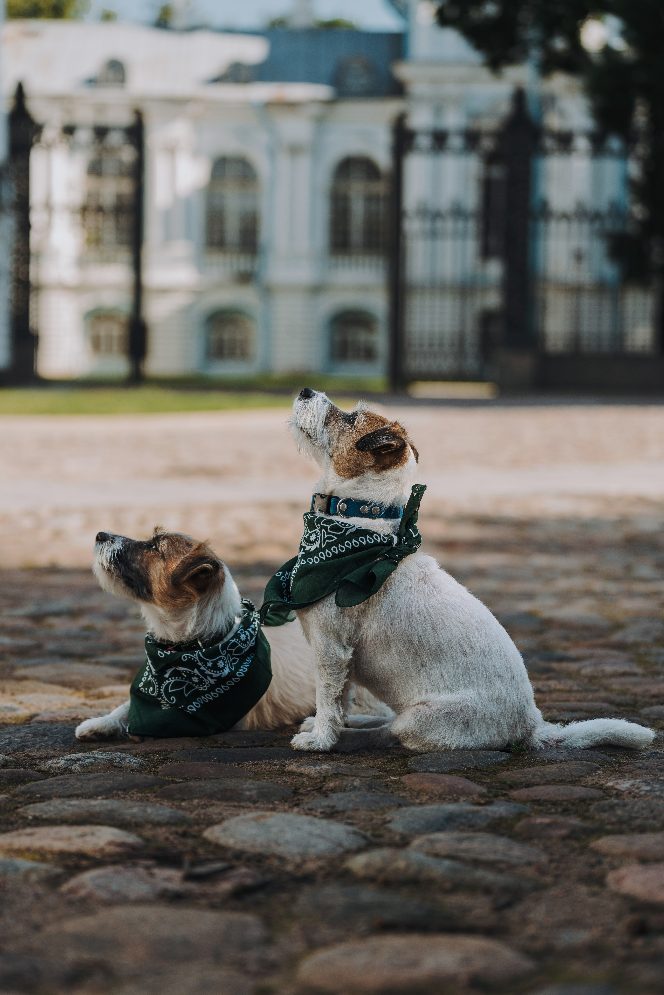 Ларс, Лукас и Ольга. Фотограф анималист в Спб недорого Олеся Майорова
