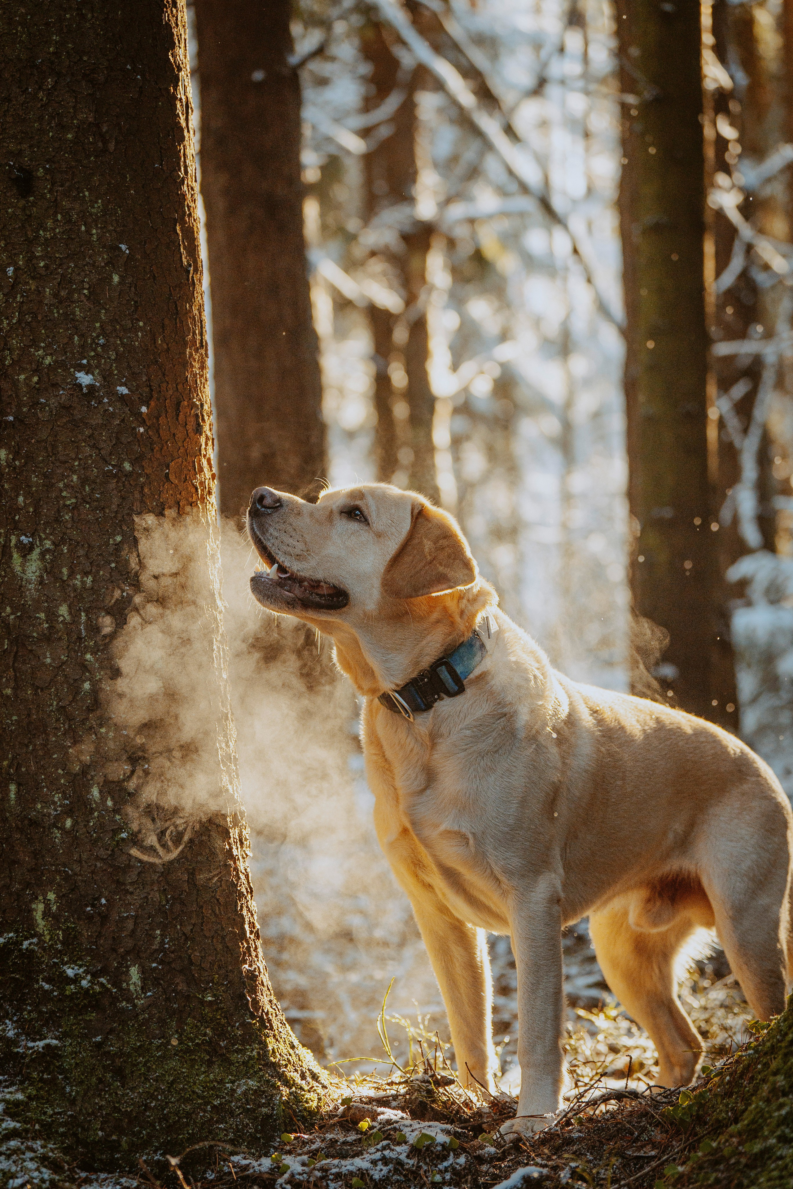 Аня и Честер. Фотограф анималист в Спб недорого Олеся Майорова