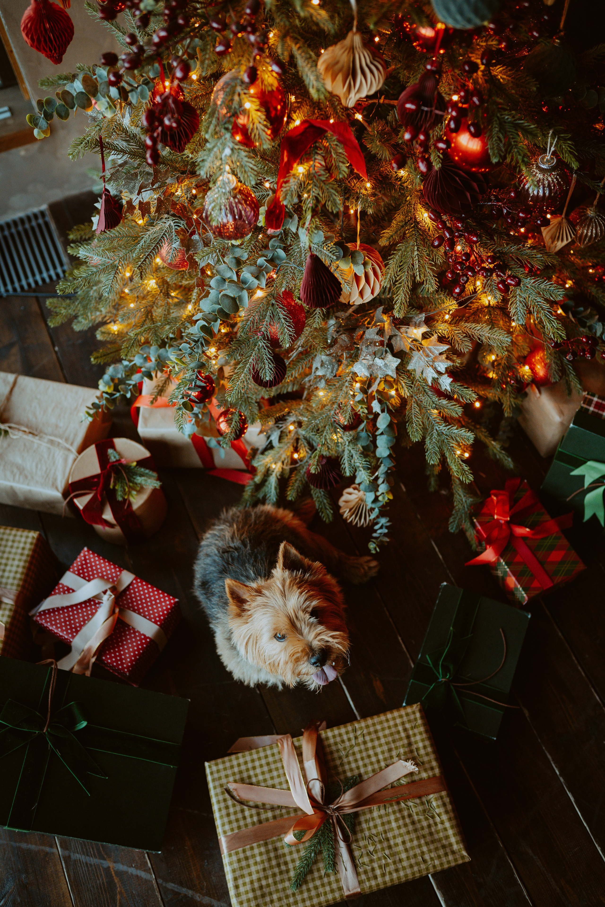 Фотосессия с собакой в студии. Фотограф анималист в Спб недорого Олеся Майорова