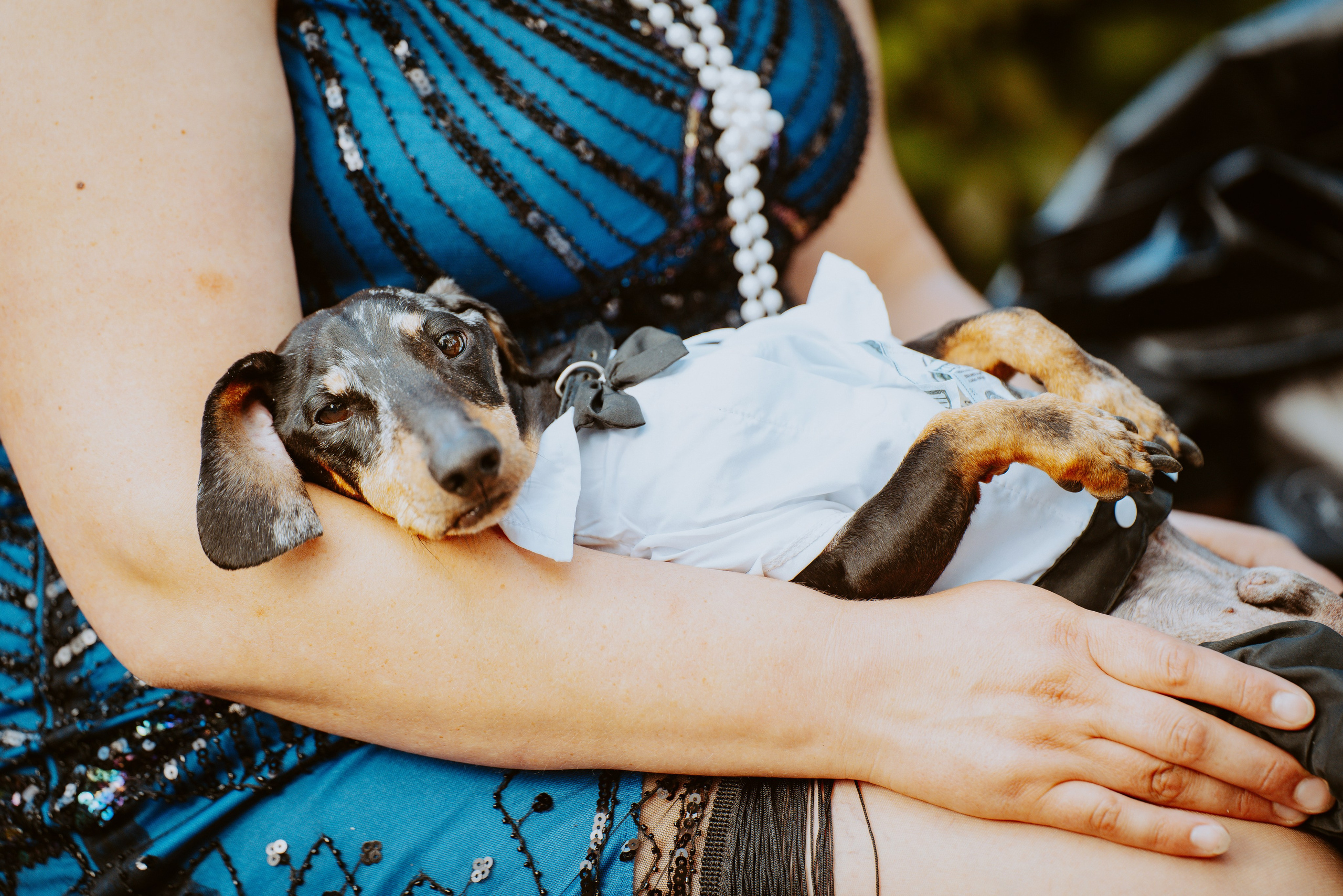 Такспарад. Фотограф анималист в Спб недорого Олеся Майорова