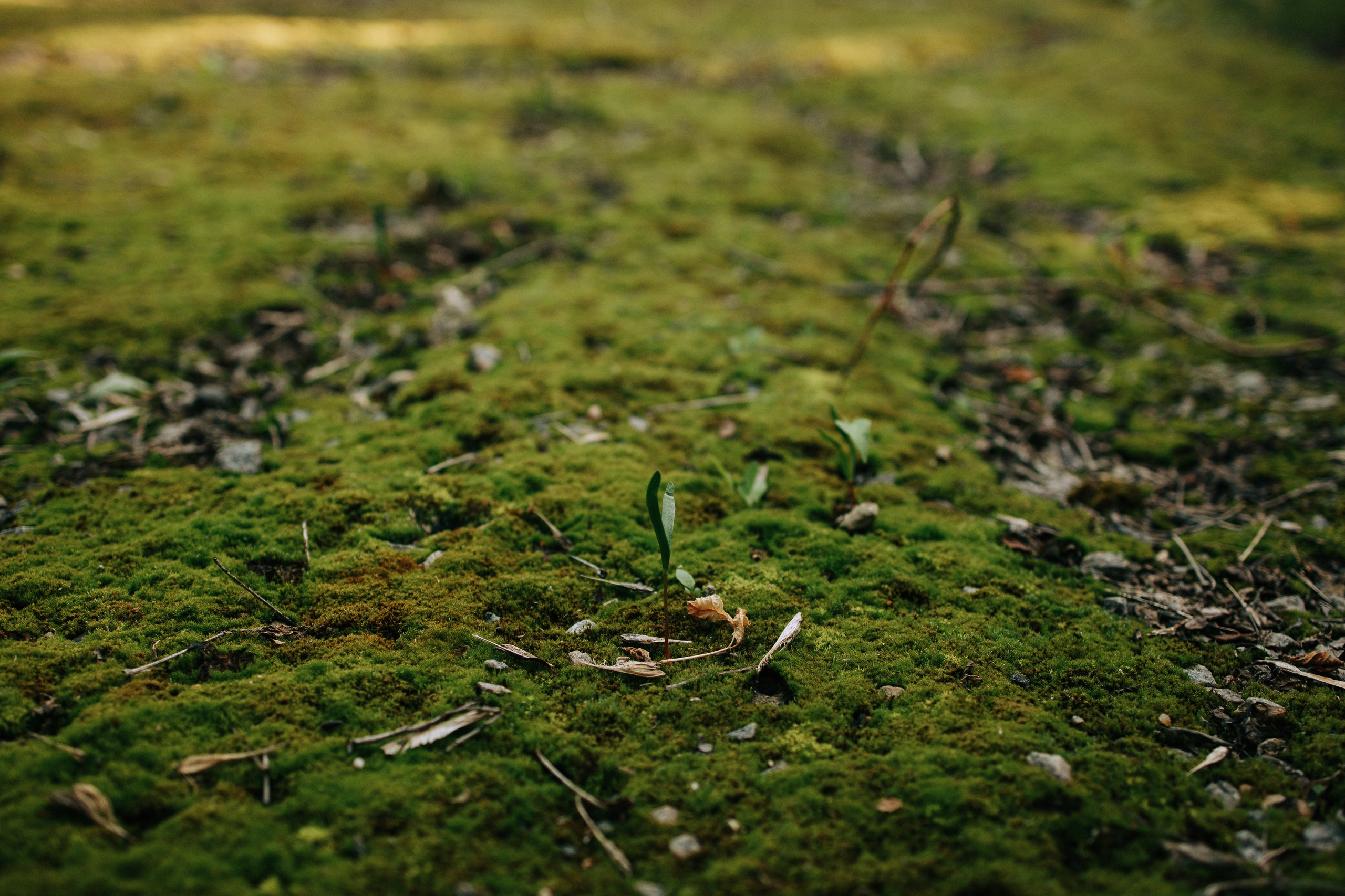 Стадион Металлург. Свадебный и семейный фотограф в Туле и области Маша Костина