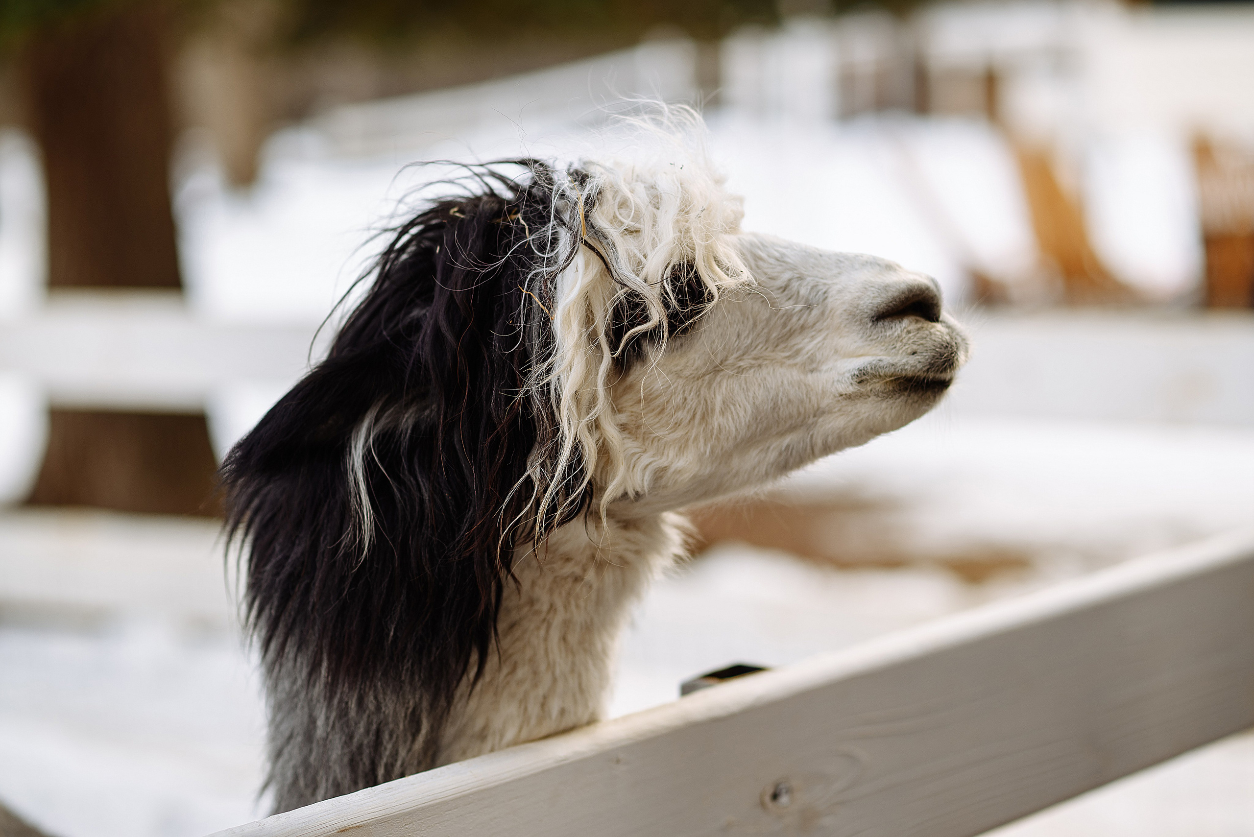 Архыз 21-22.12.2024. Свадебный и семейный фотограф в Ростове-на-Дону Алина Астахова