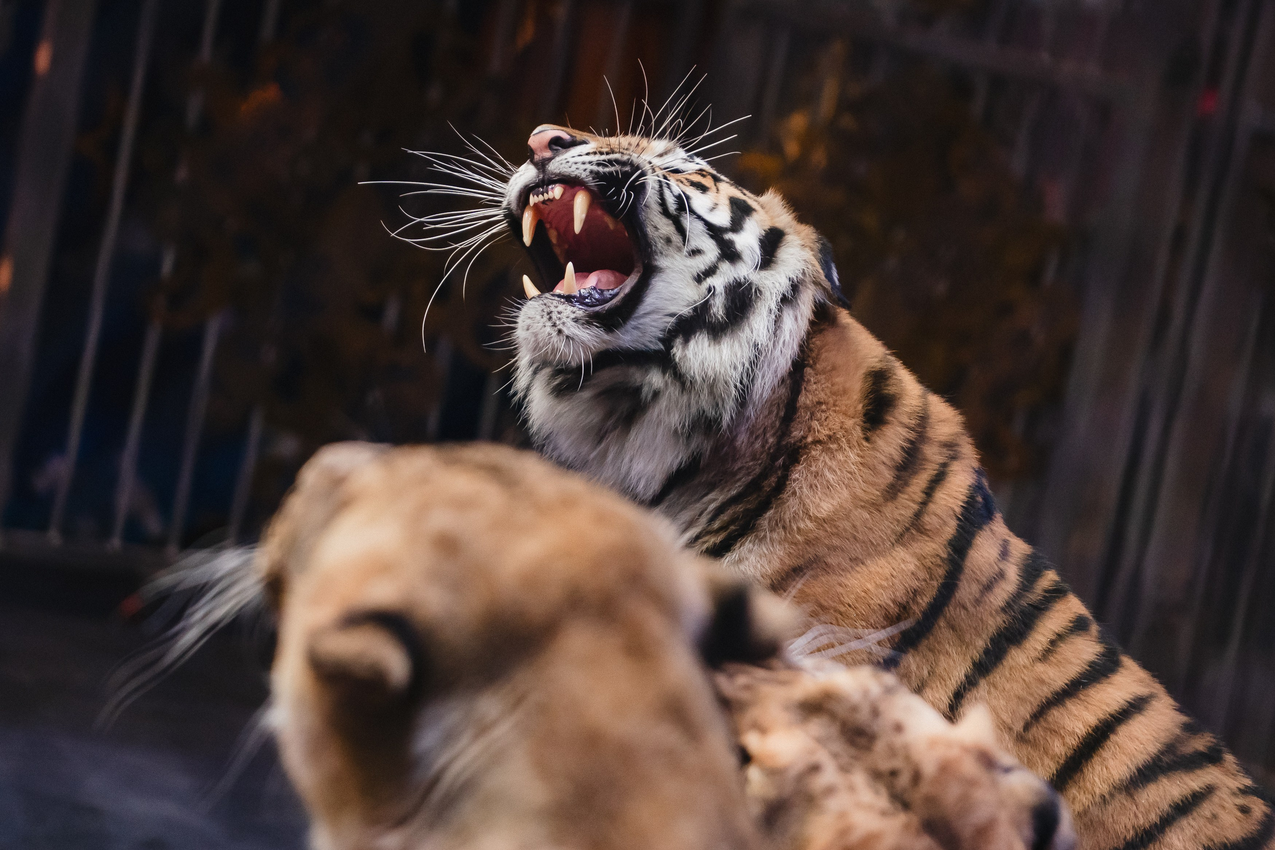 5 Континентов — Открытая репетиция. Воробьева Ксения — Спортивный и танцевальный фотограф Новосибирск