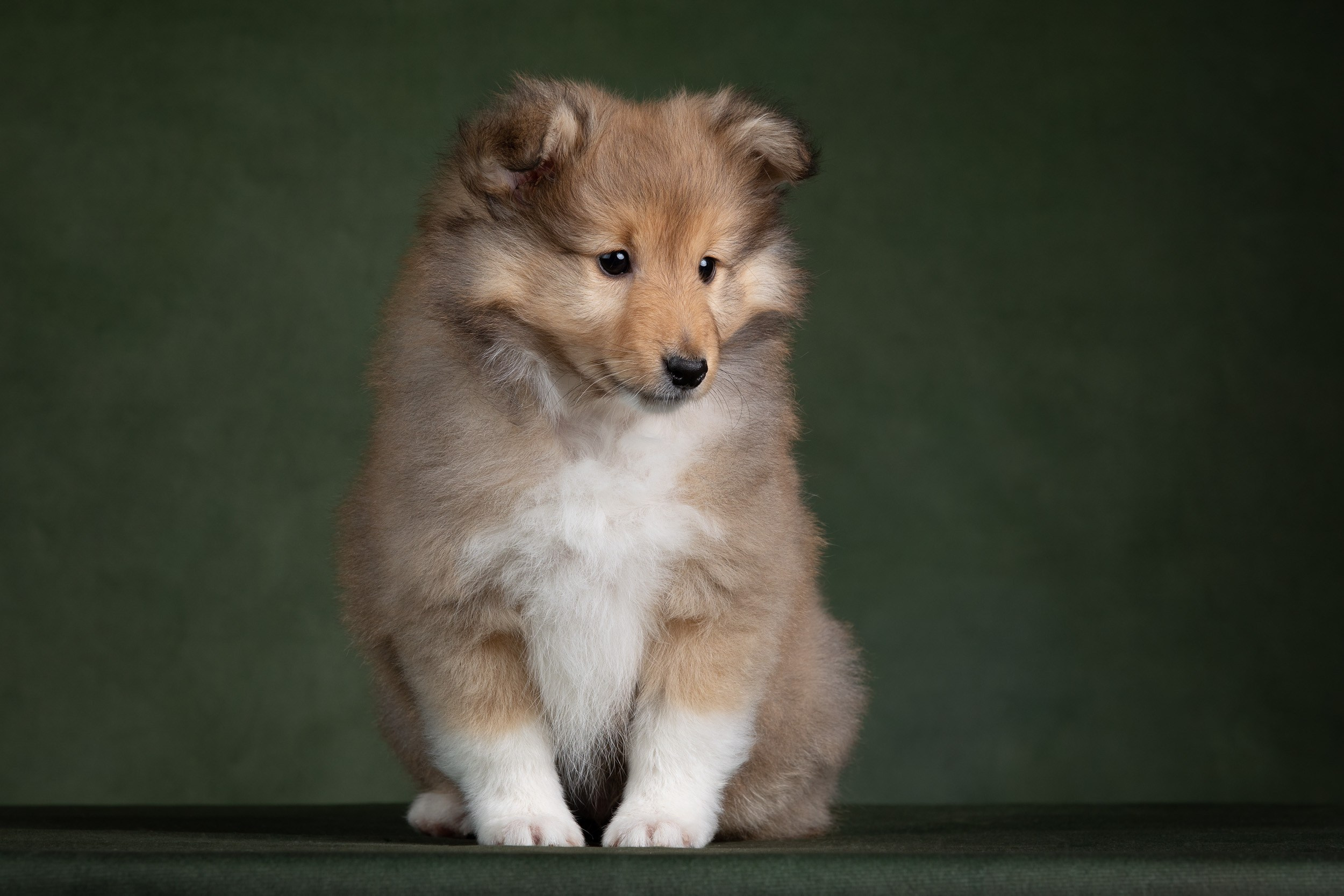 Помет щенков в 2 месяца. Фотограф-анималист в Москве и Московской области Татьяна Фролова