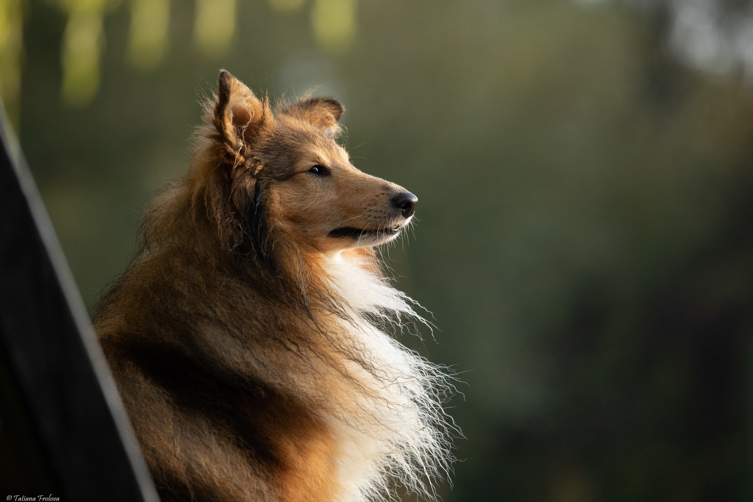 Утренняя фотопрогулка с двумя собаками по Москве. Фотограф-анималист в Москве и Московской области Татьяна Фролова