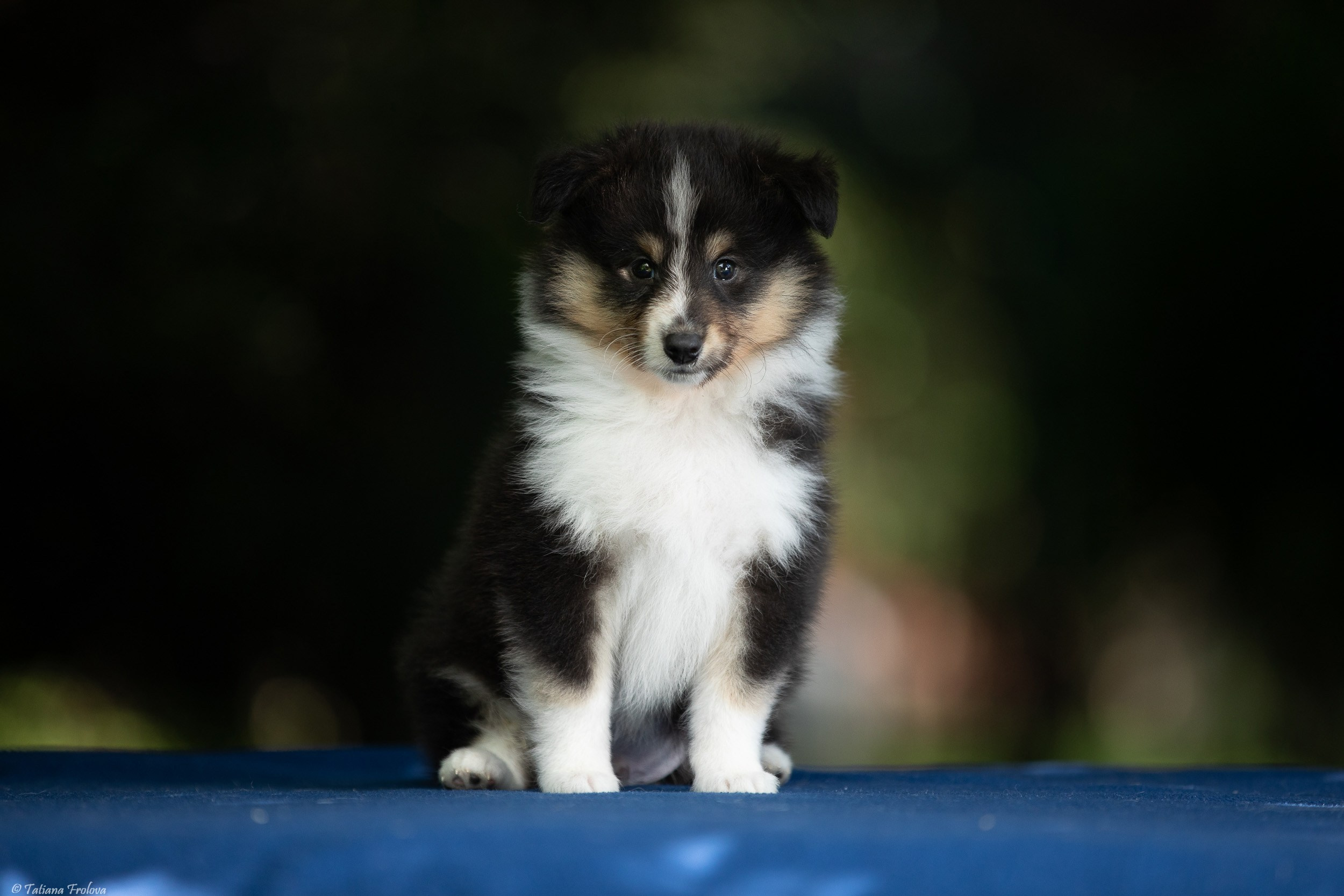 Фото помета щенков для продажи. Фотограф-анималист в Москве и Московской области Татьяна Фролова