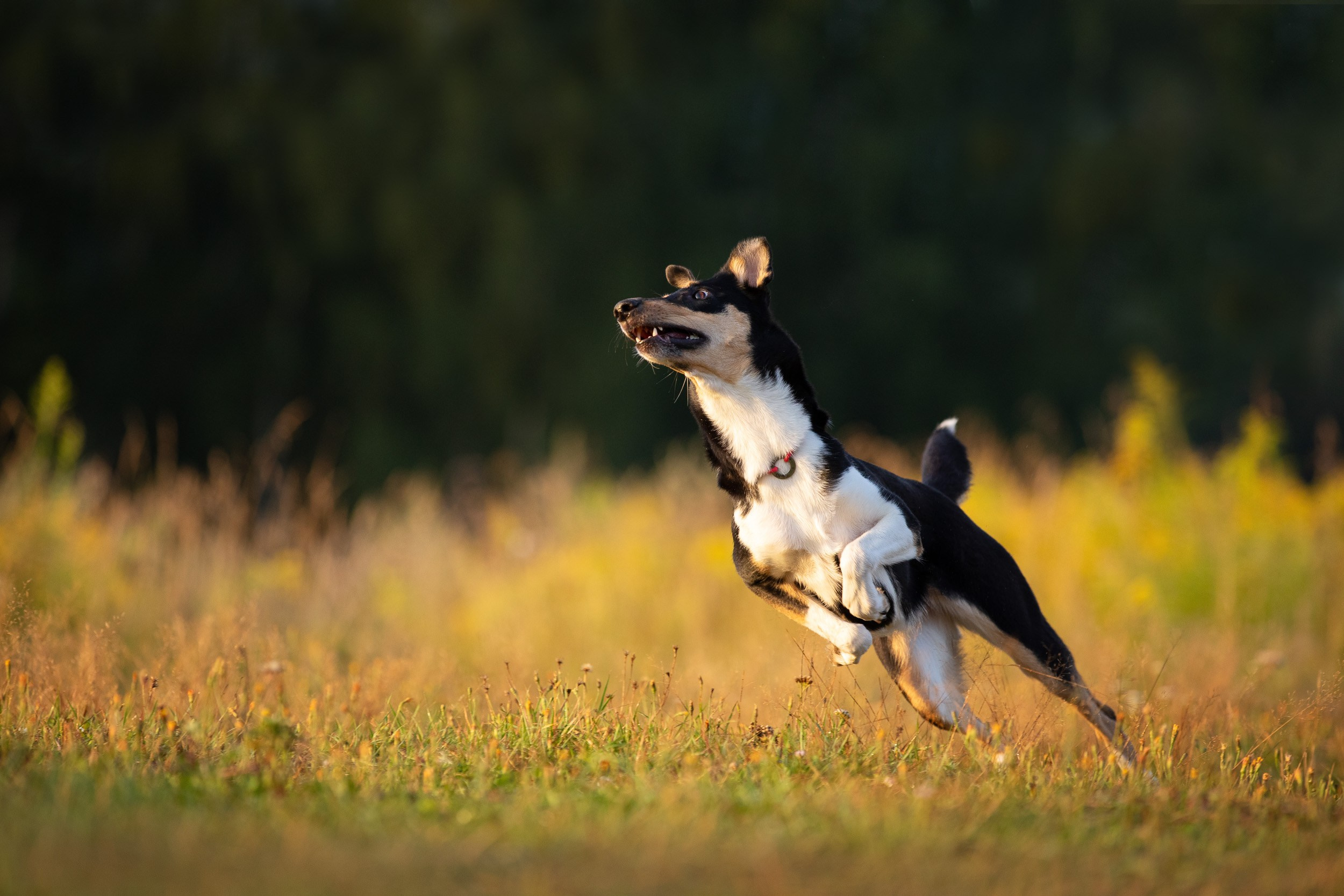 Наташа и короткошерстные колли. Фотограф-анималист в Москве и Московской области Татьяна Фролова