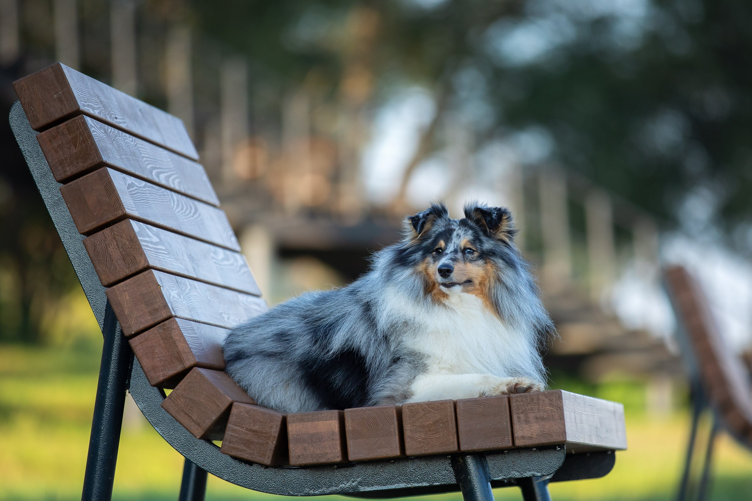 Съемка с шелти на рассвете на песчаном карьере. Фотограф-анималист в Москве и Московской области Татьяна Фролова