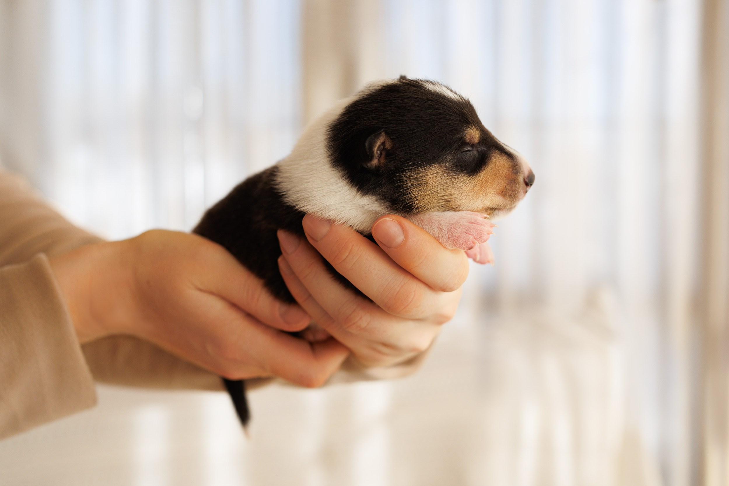 Короткошерстные колли в 2 недели. Фотограф-анималист в Москве и Московской области Татьяна Фролова