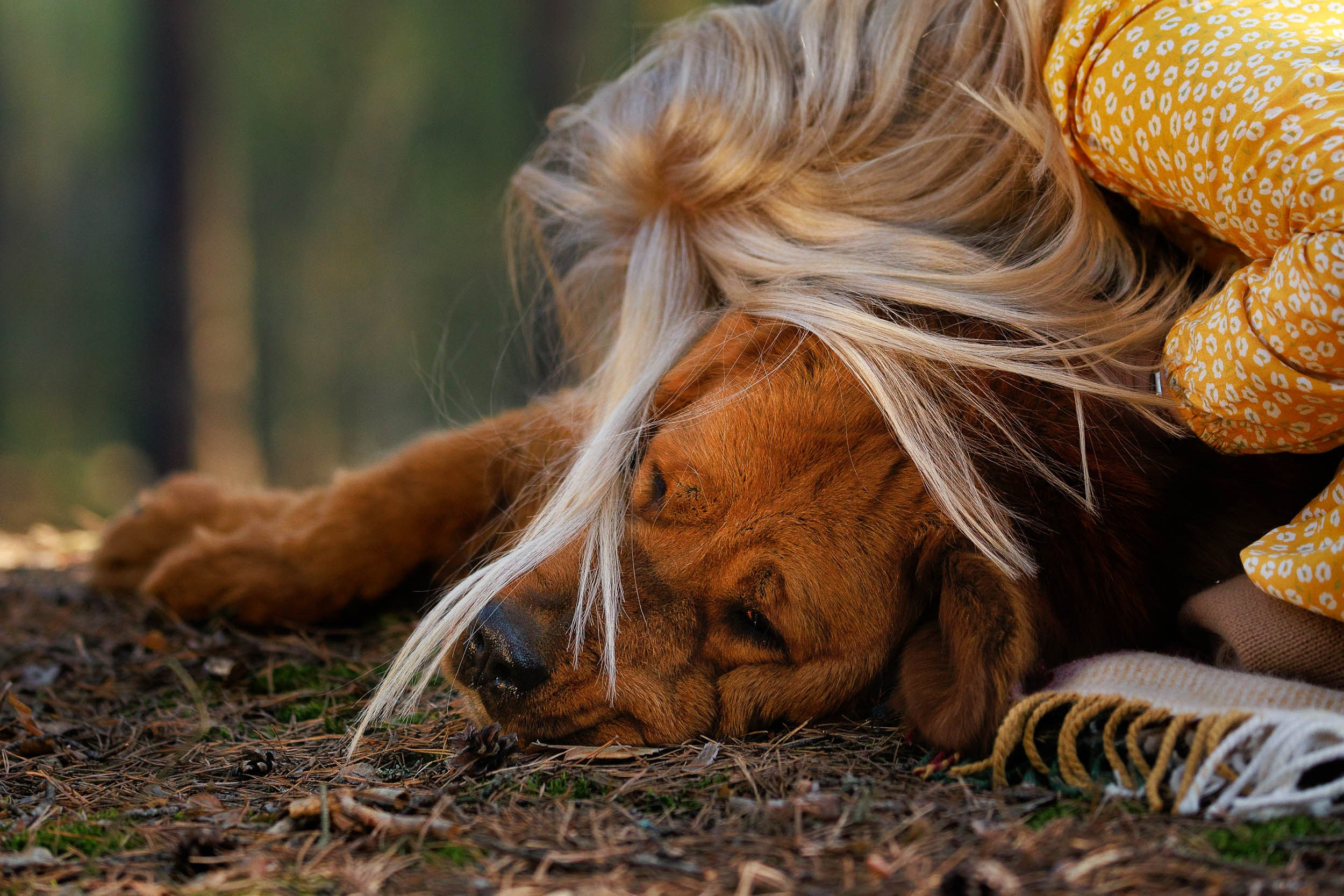 Фотосессия с тибетскими мастифами и бишон фризе. Фотограф-анималист в Москве и Московской области Татьяна Фролова