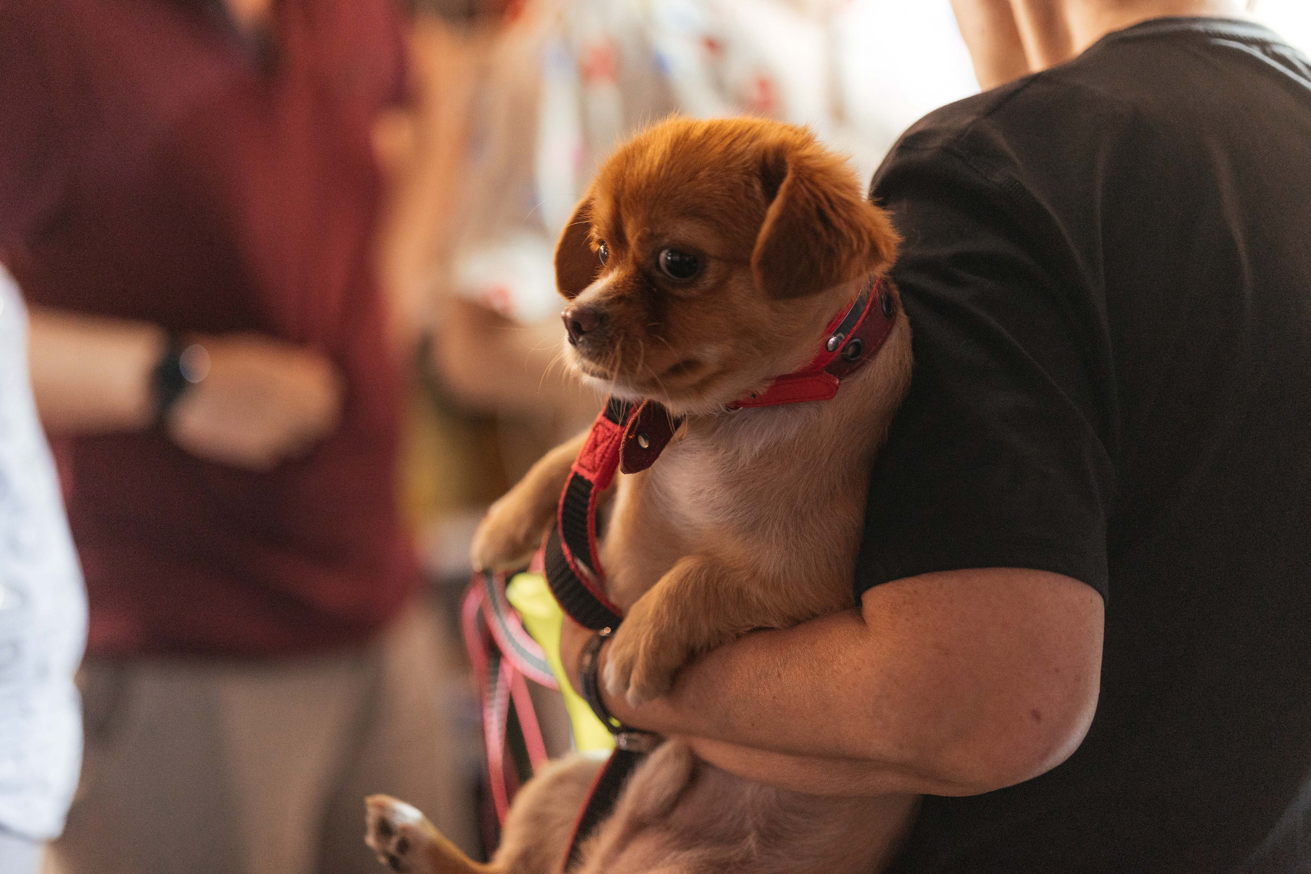 Ярмарка Омаркет. Фотограф Крохин Олег