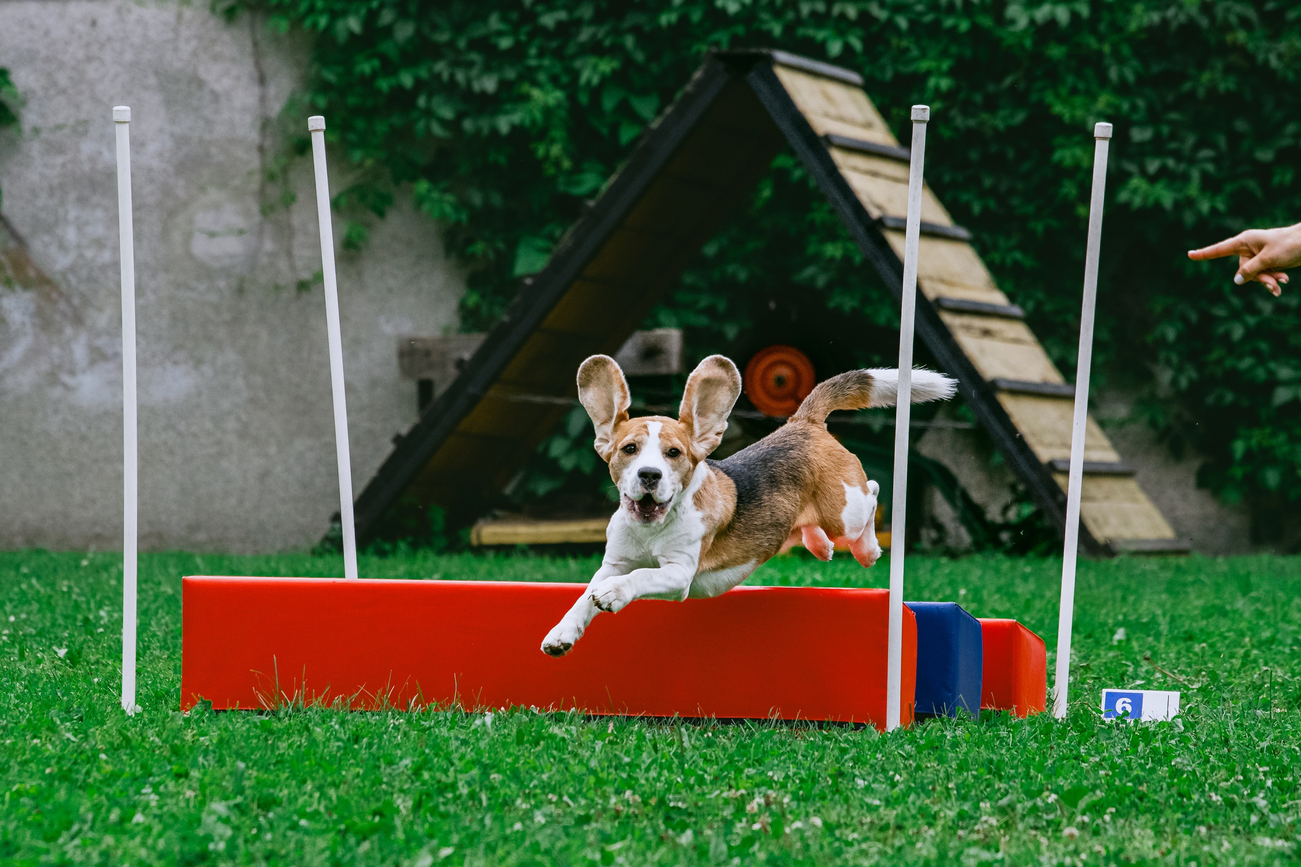 Соревнования по аджилити Долгопрудный 30.06.2025. Фотограф-анималист Татьяна Степанова