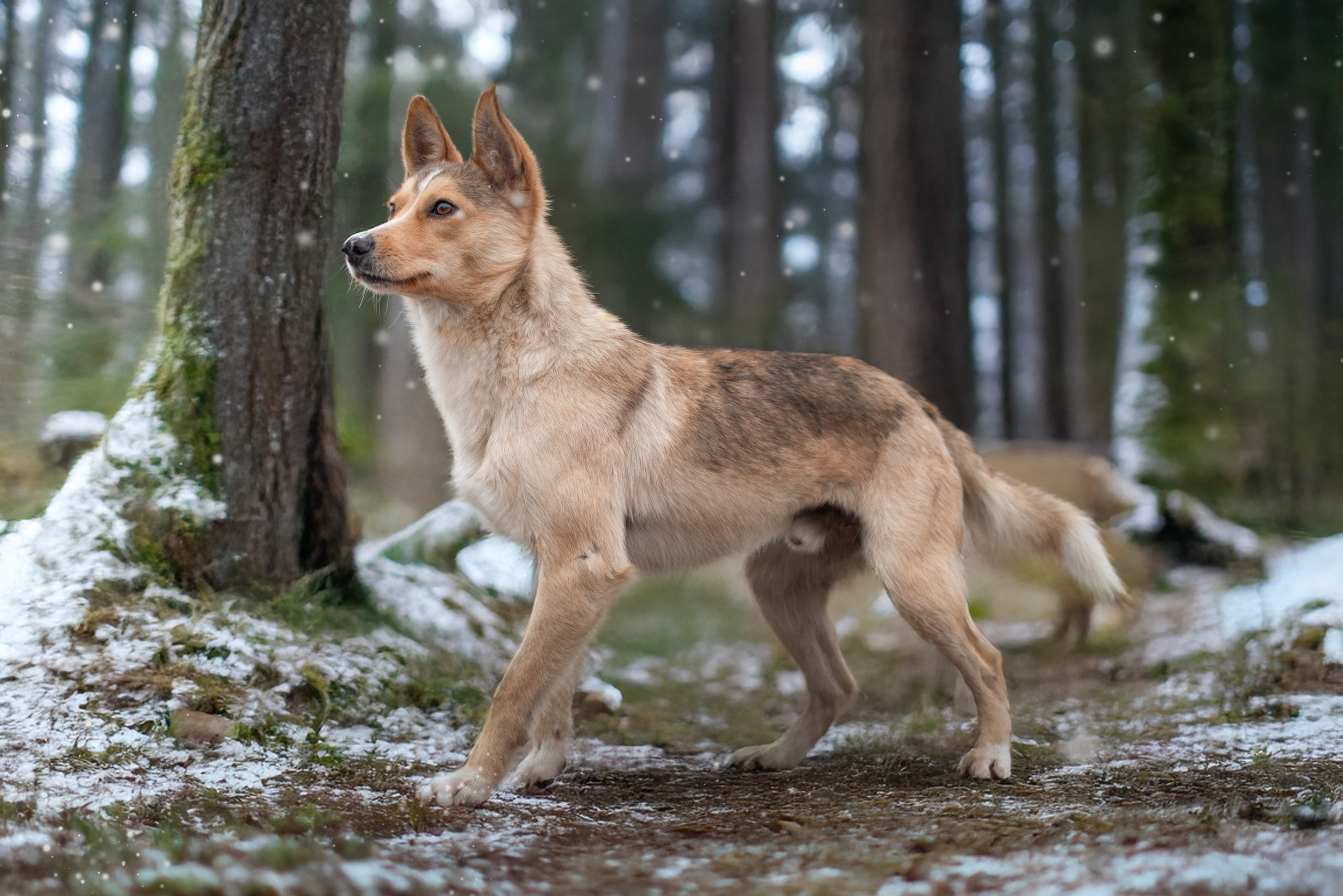 Контакты. Фотограф — анималист RISHELL PHOTO