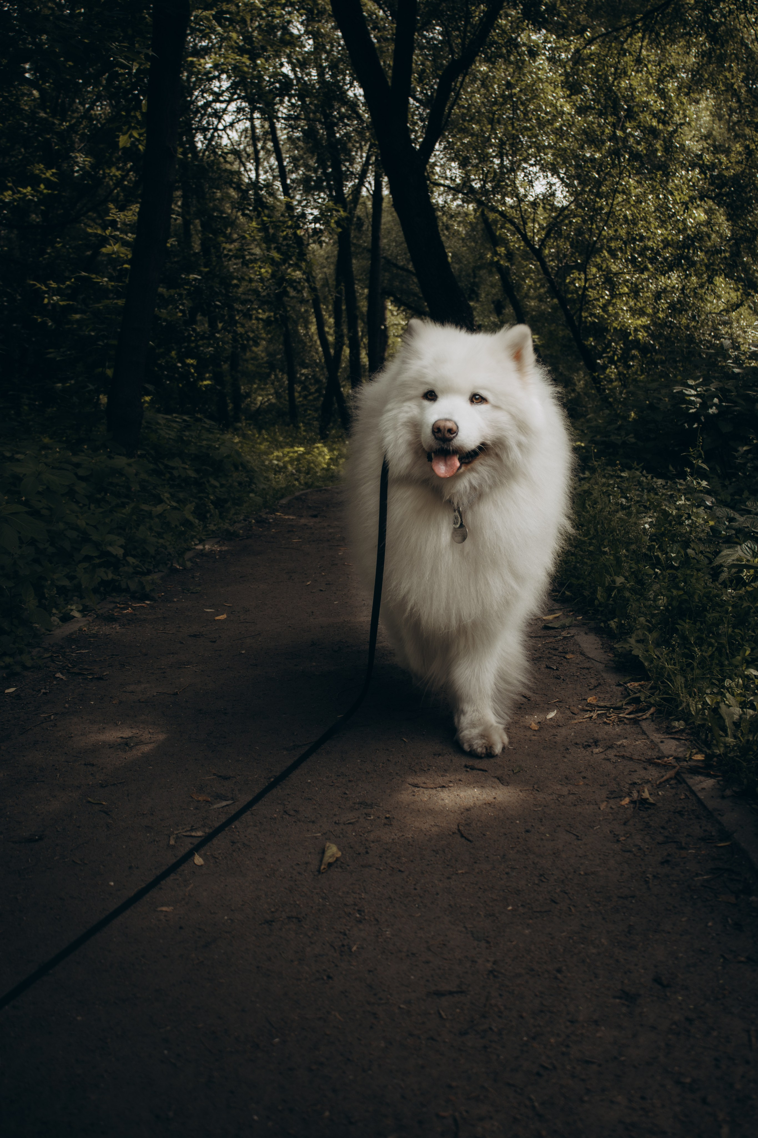 Фотосессия с ребенком и собакой в парке. Фотограф-анималист в Москве Екатерина Тихонова