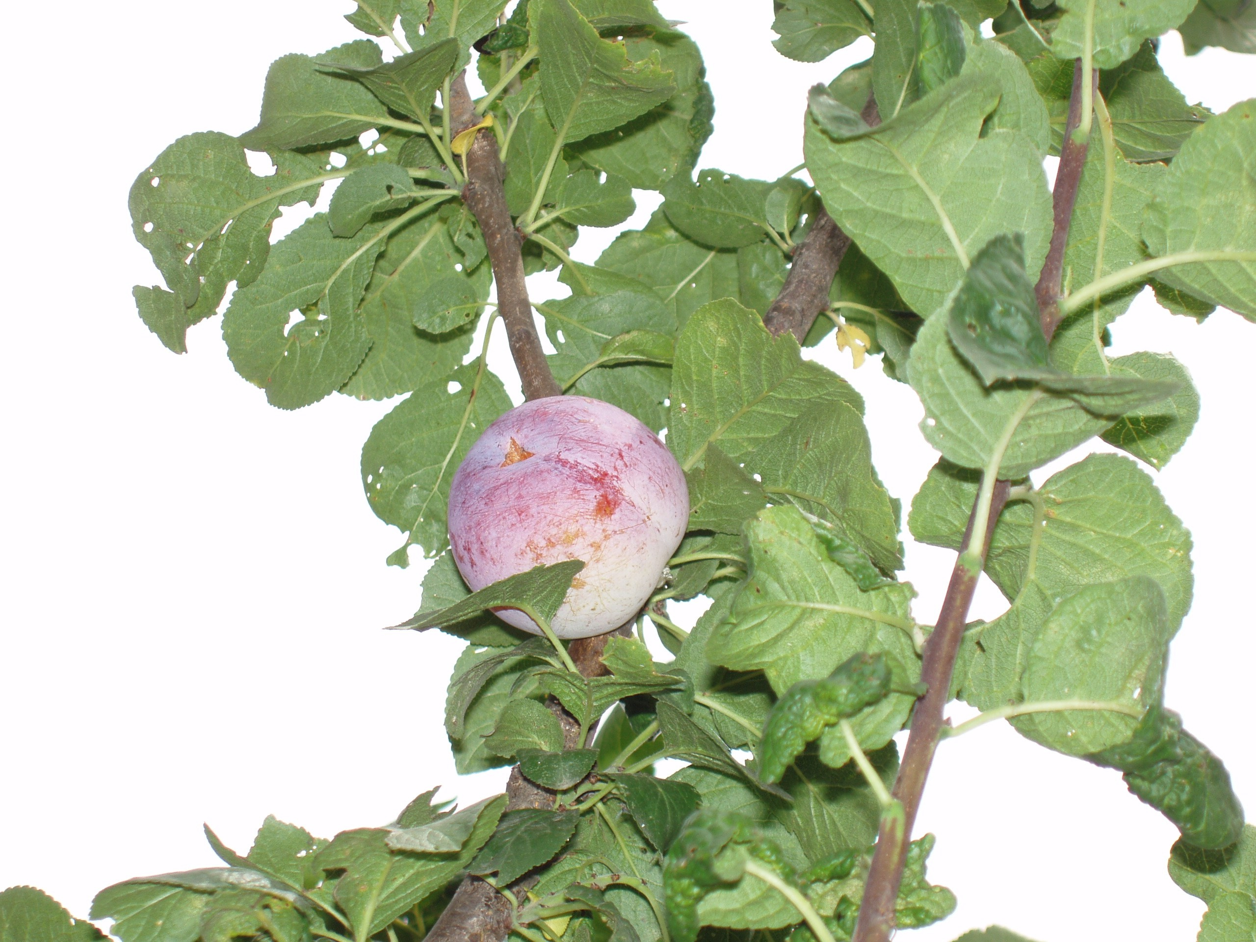 Отпуск 20.07-17.08. Семейный, Свадебный фотограф СПБ Питер— Романова Екатерина