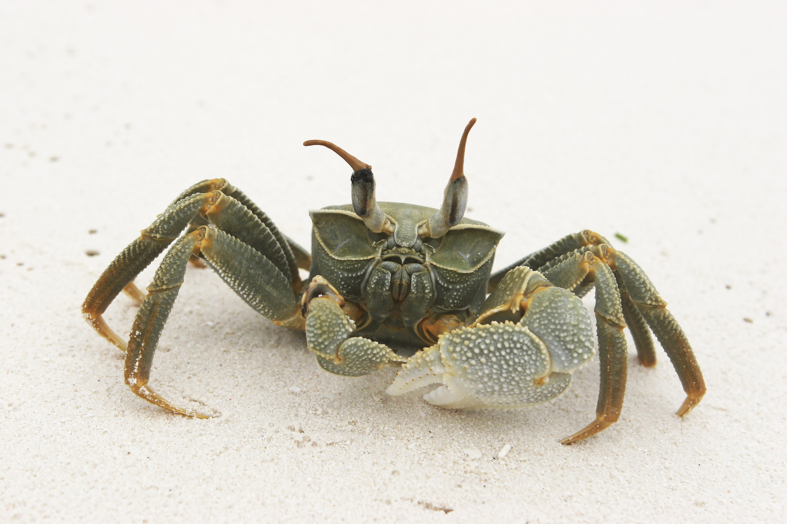 Мальдивы. Фотография, ретушь, сканирование, восстановление старых фото, интерьерная съёмка, студия. Данилов Александр, Москва