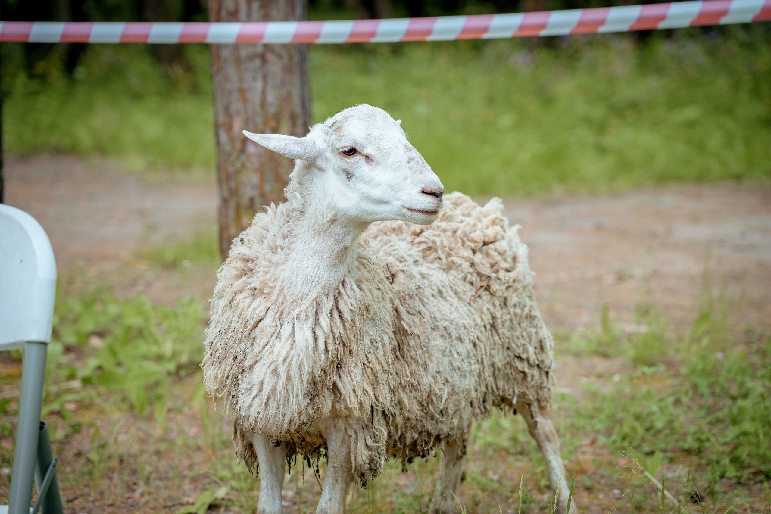 Cross-Roll. Портретный и семейный фотограф в Москве/Видное