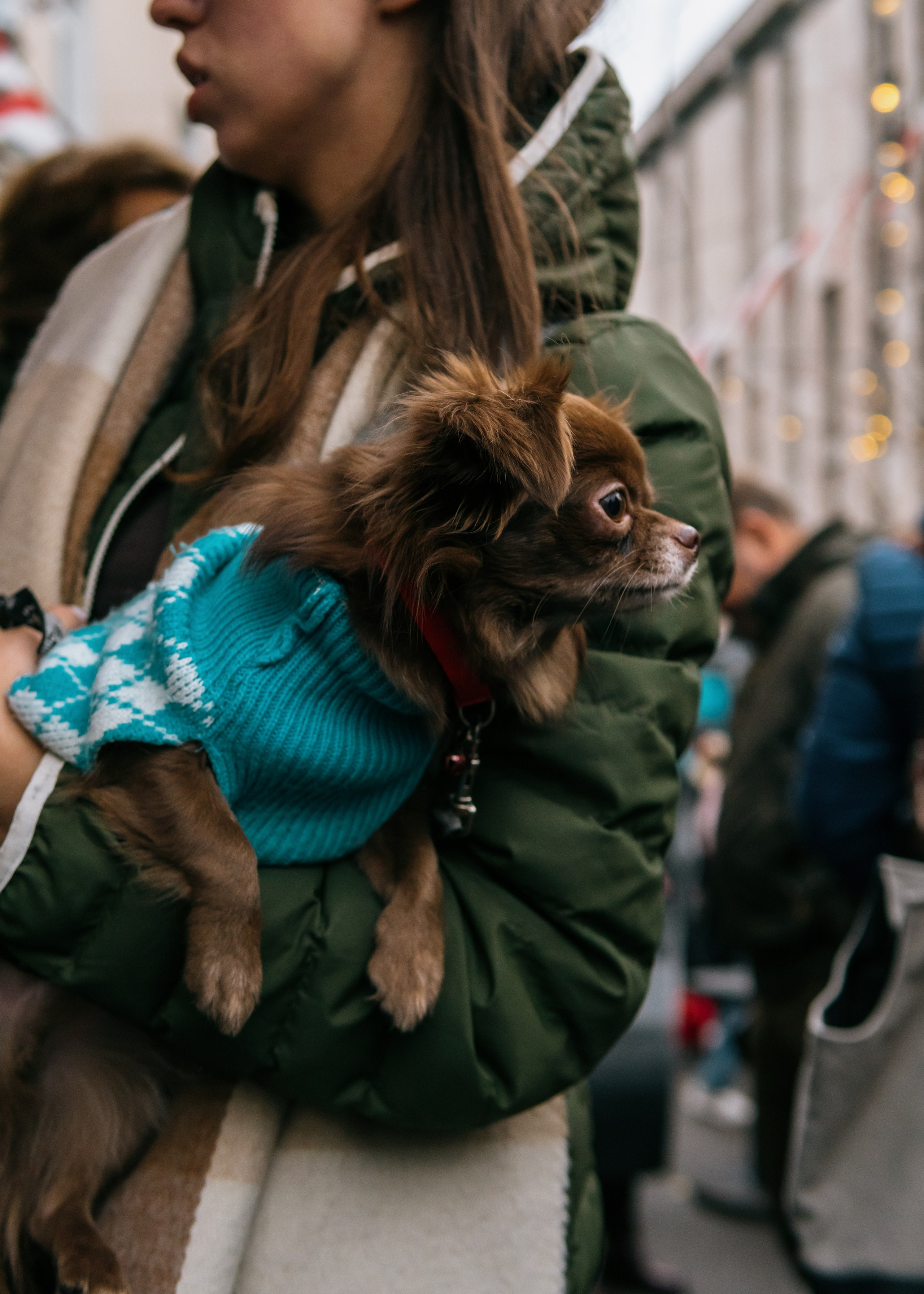 Тематическая встреча породников «Griffween». Фотограф-анималист Ксения Воробьева, Москва